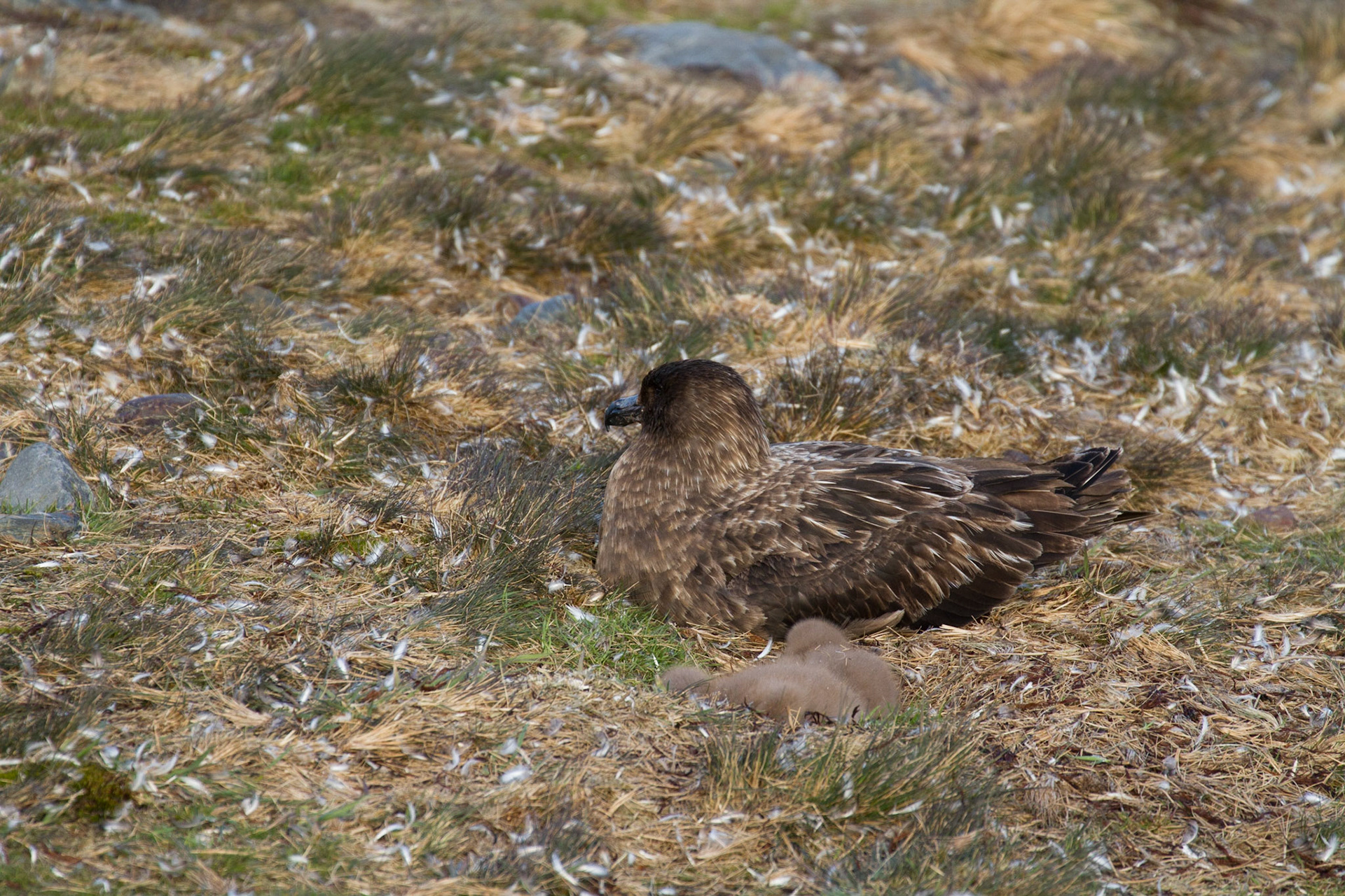 Skua and chicks