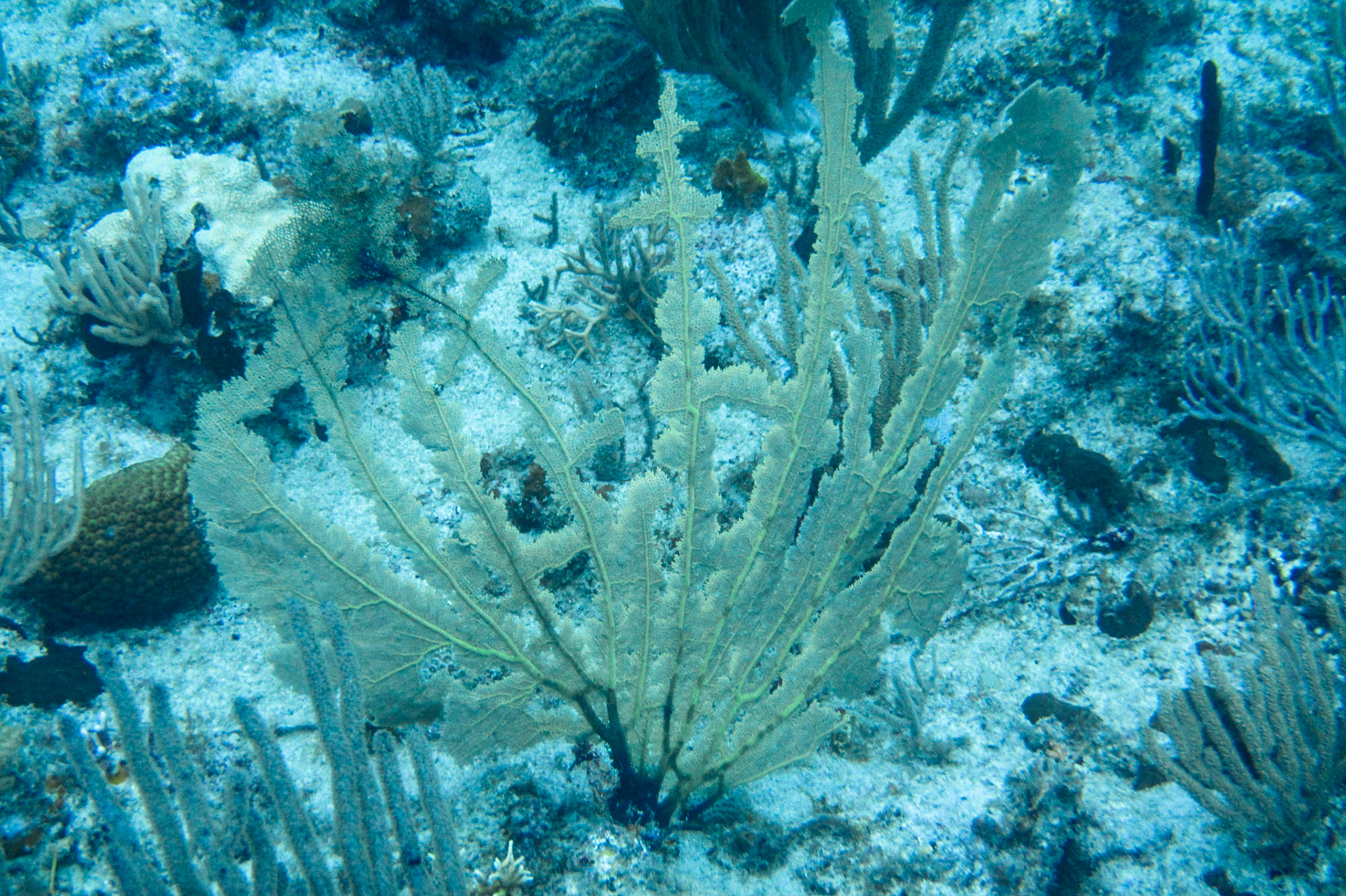 Diving at Captain's Anchor