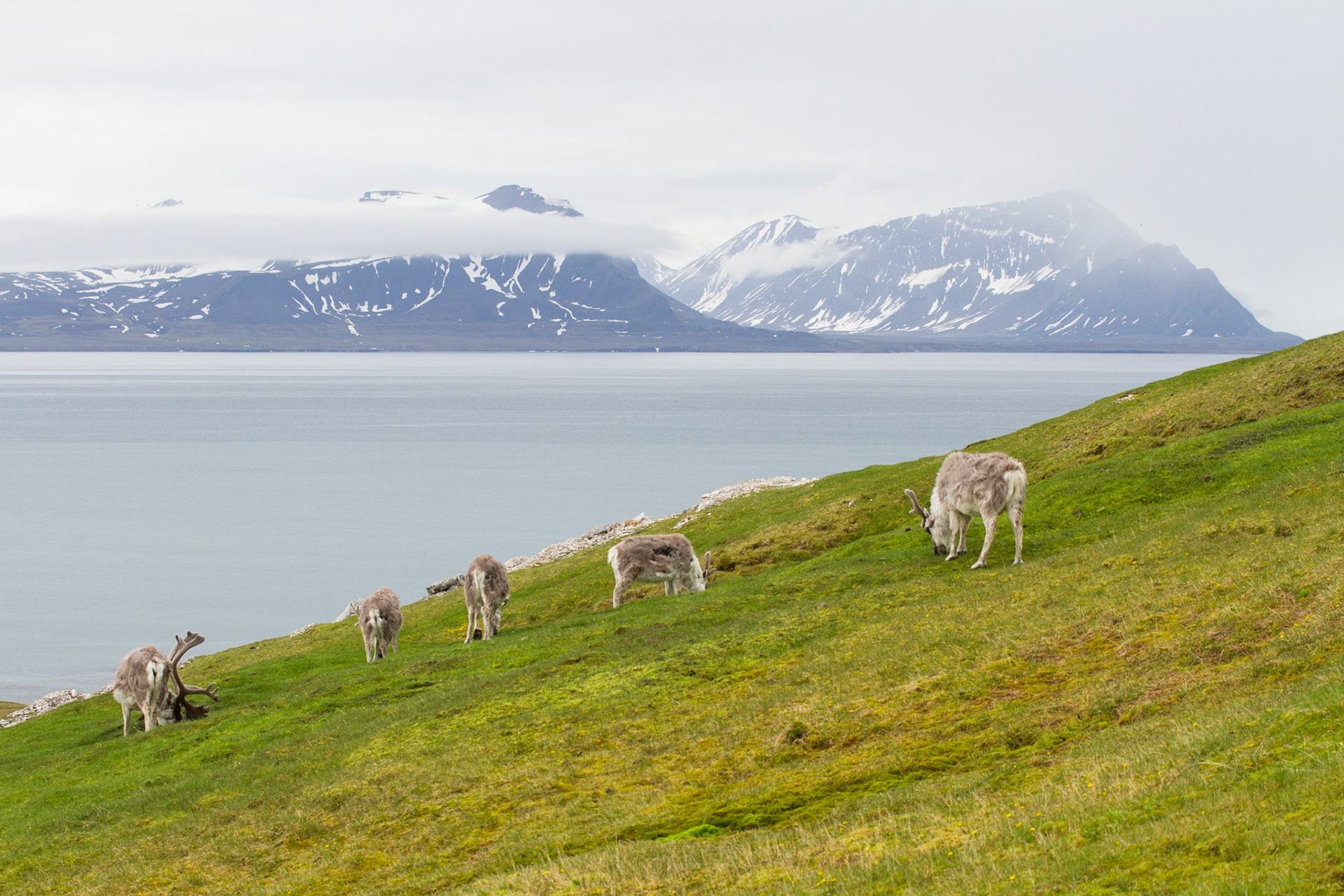Reindeer at Alkhornet