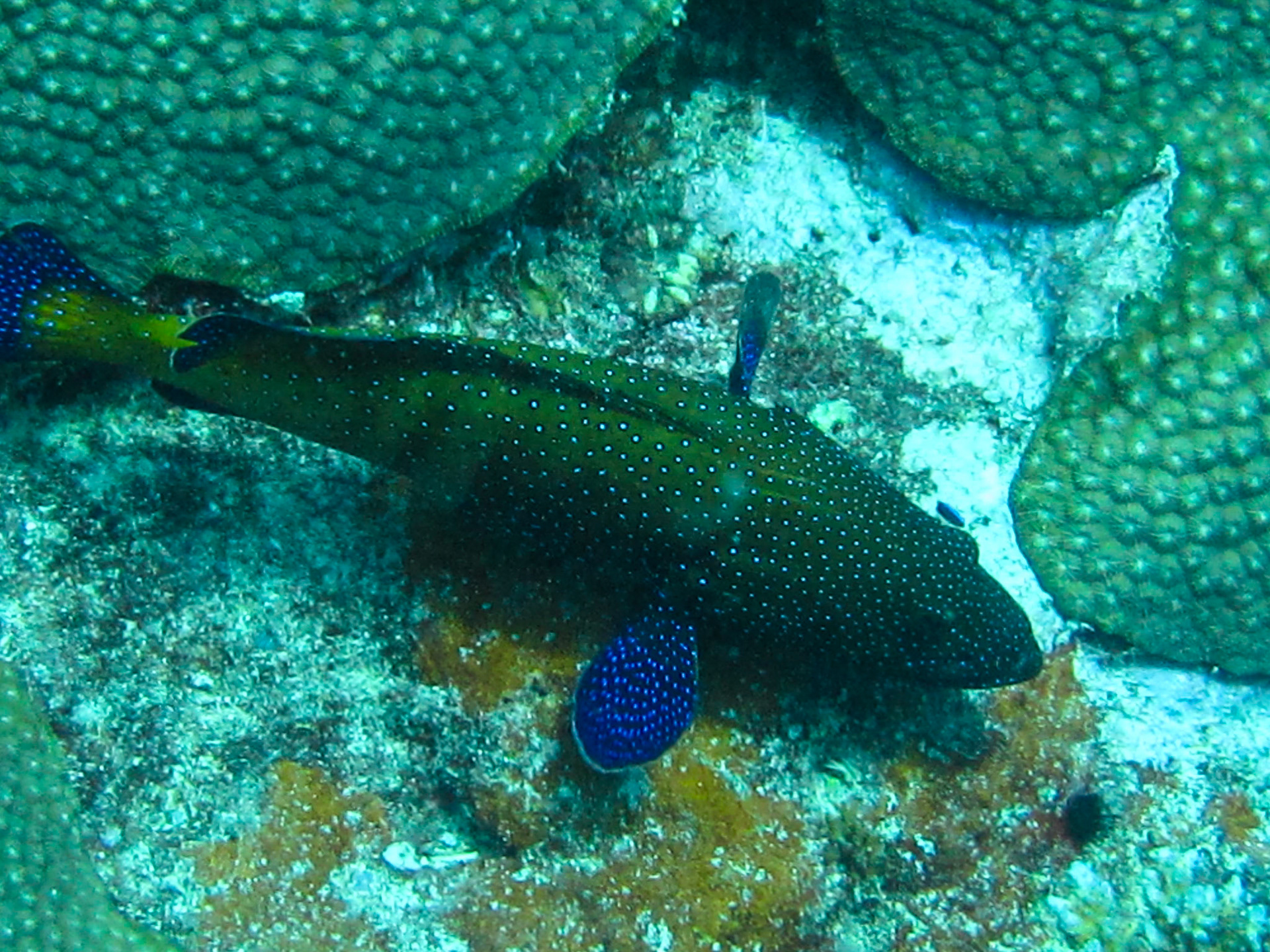 Wrasse