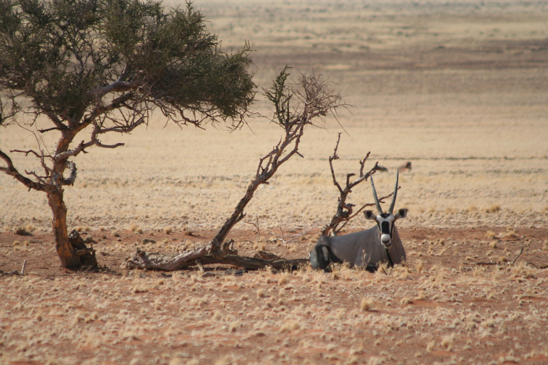 Oryx resting in a rare patch of shade