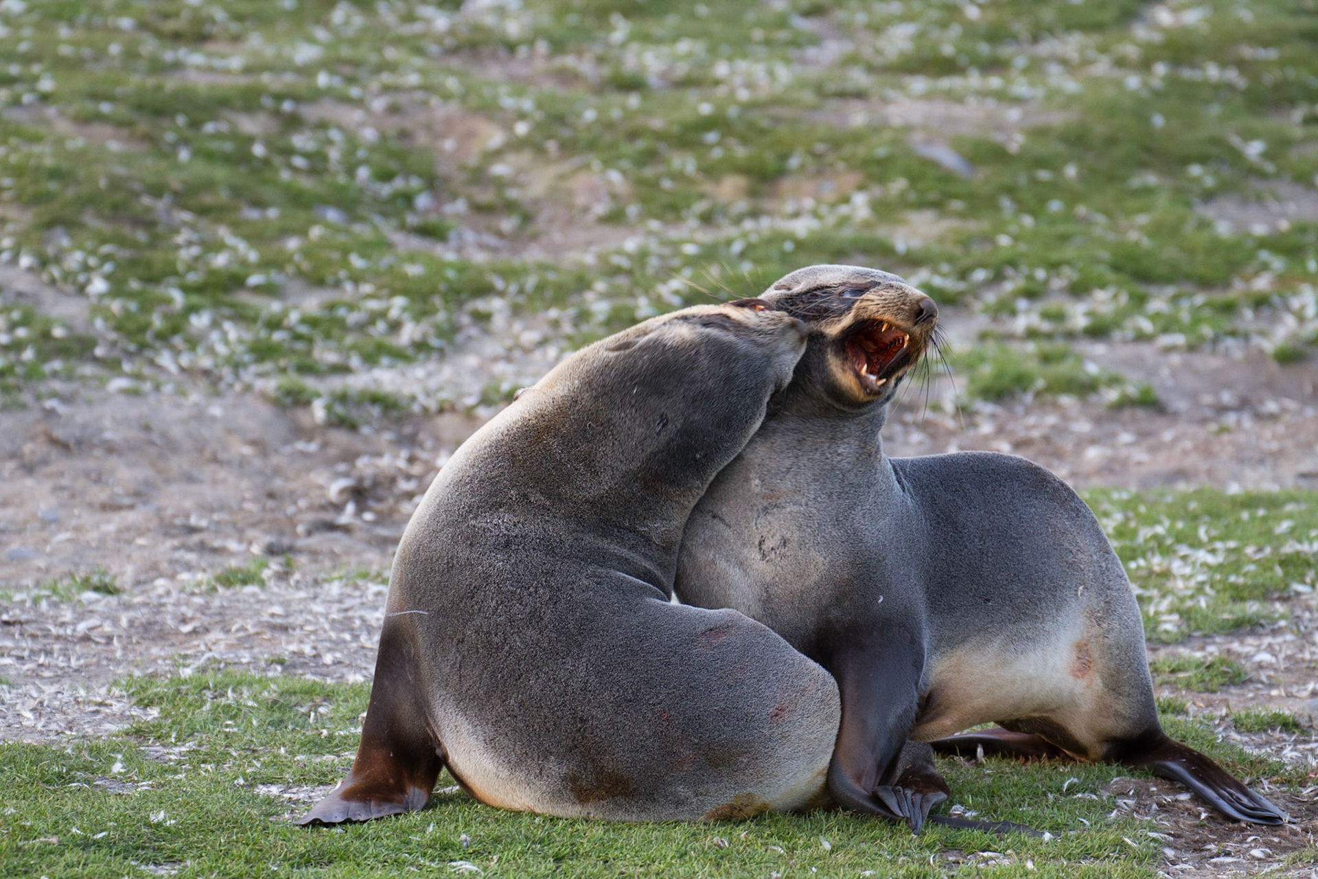 Fur seals