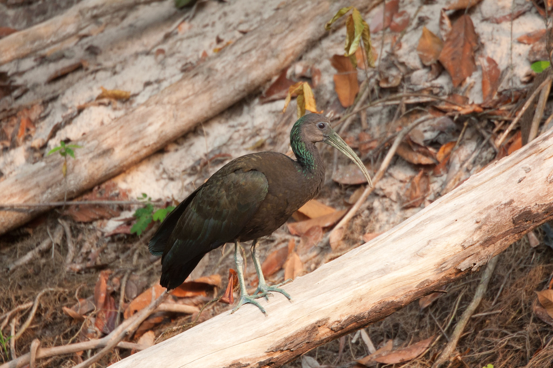 Green ibis