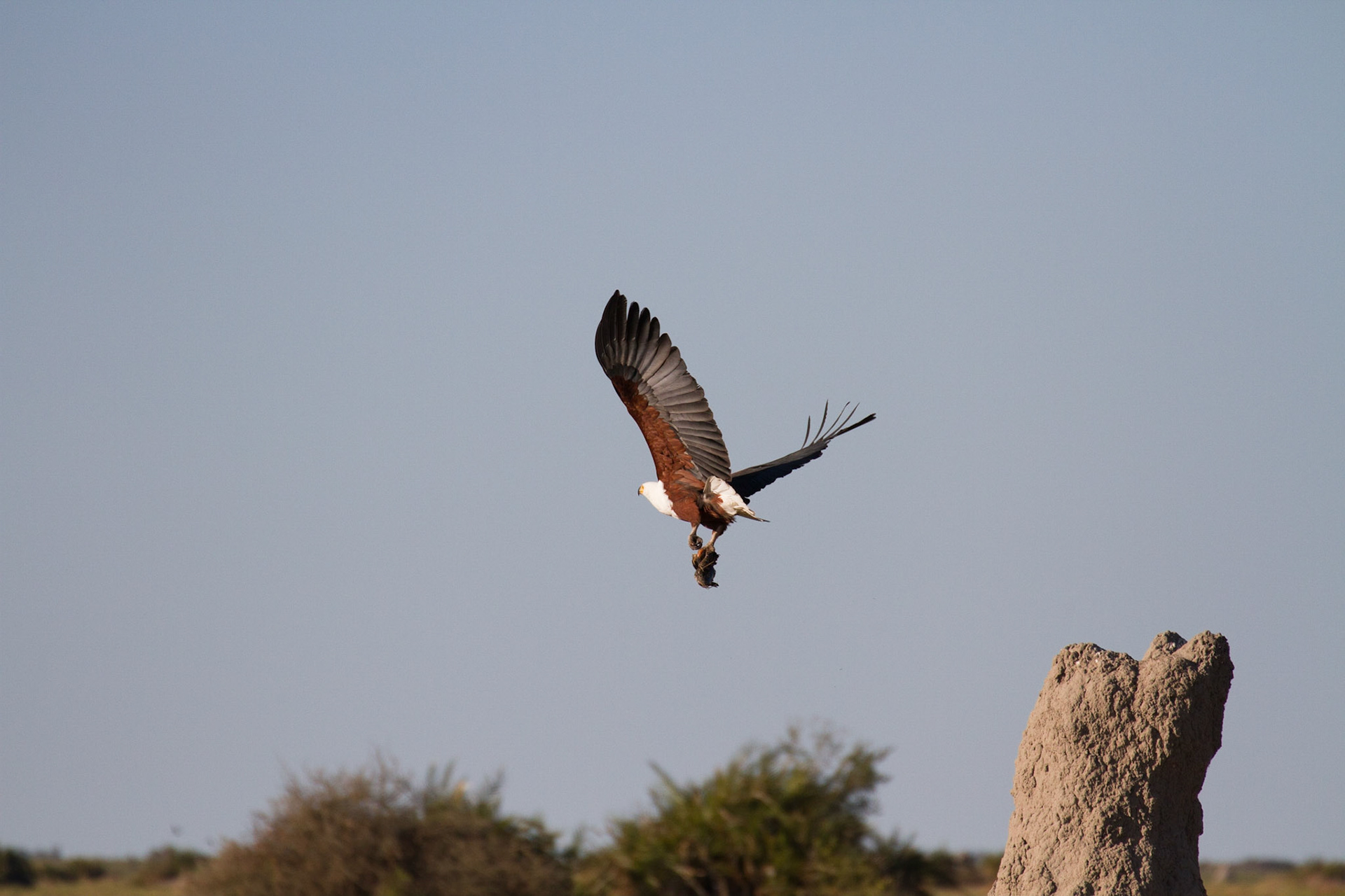 African fish eagle, with a catfish
