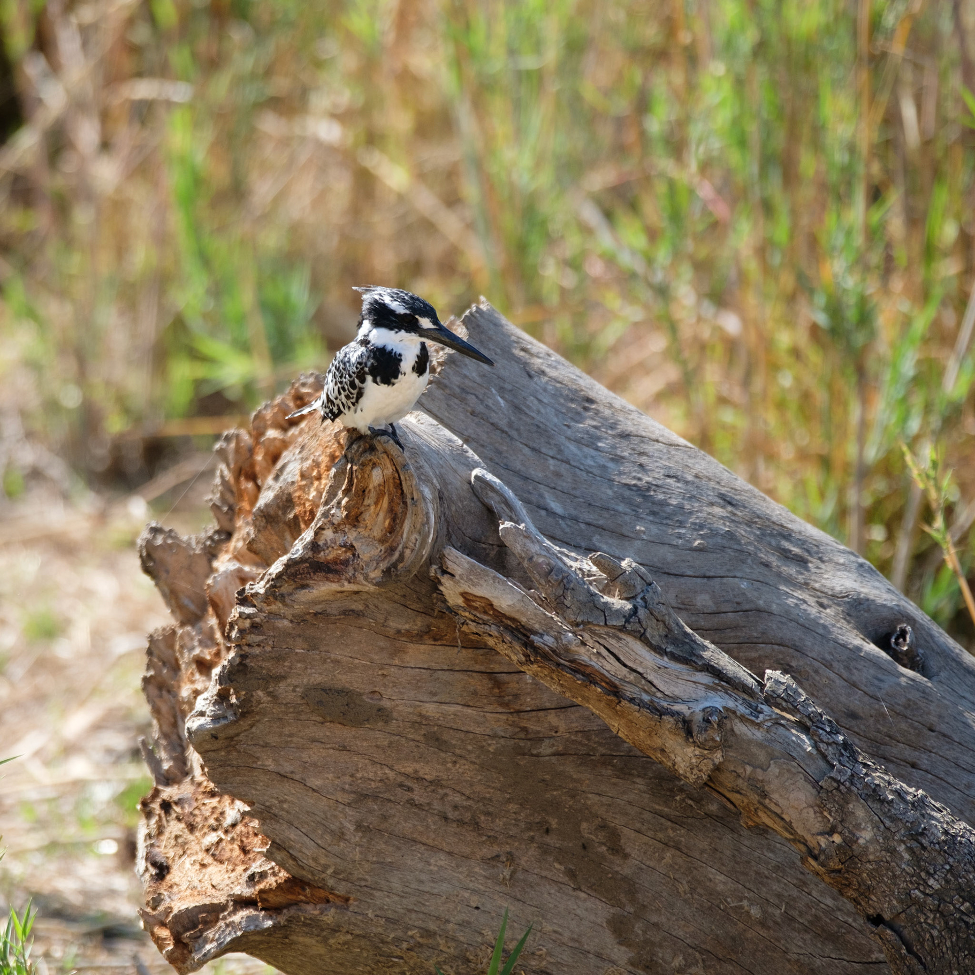 Pied kingfisher