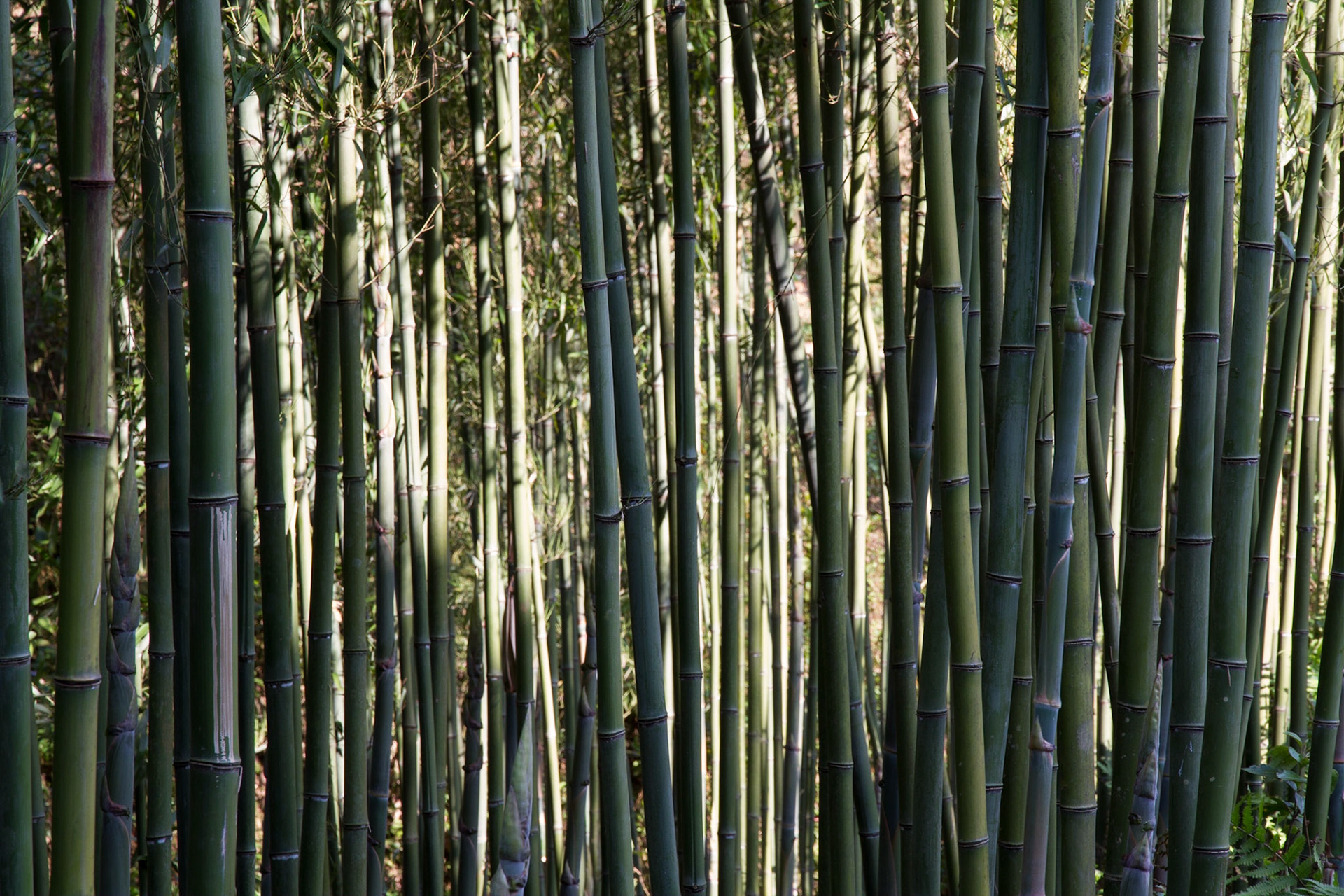 Bamboo