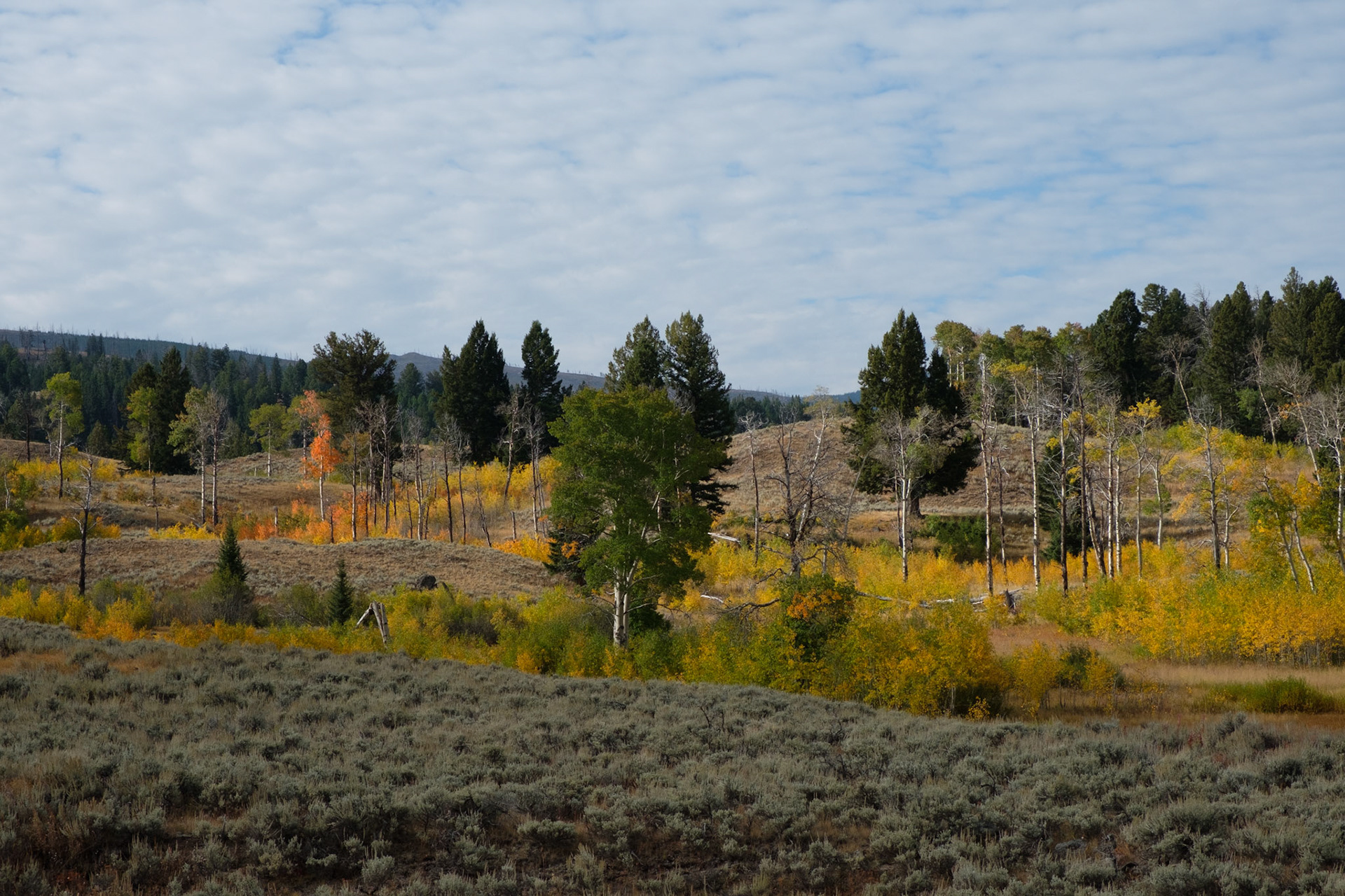 Fall colours on the Aspen trees, Blacktail Plateau drive