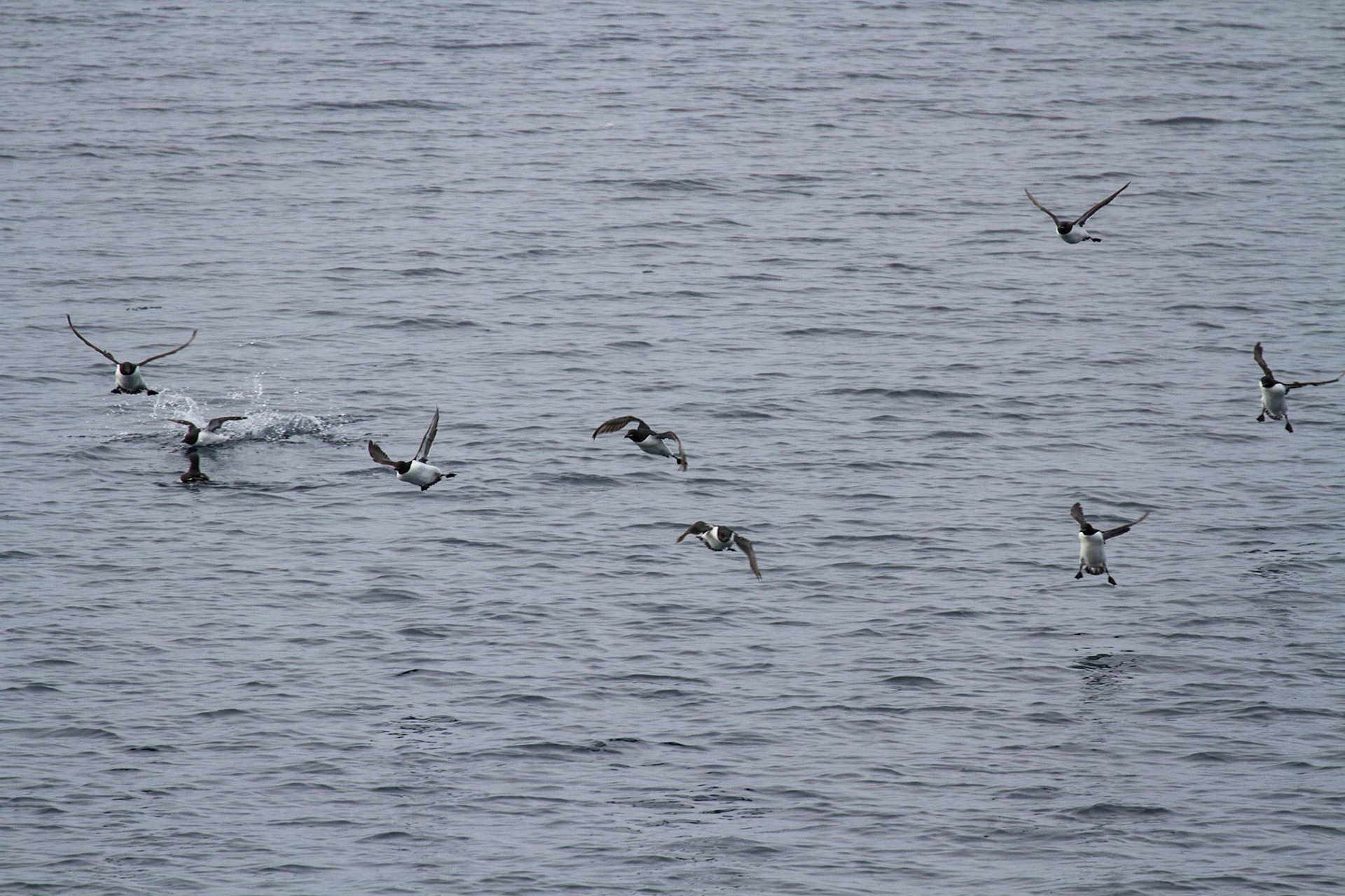 Black guillemots