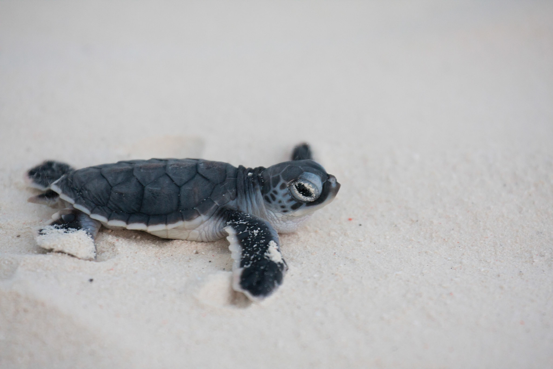 Green turtle hatchling