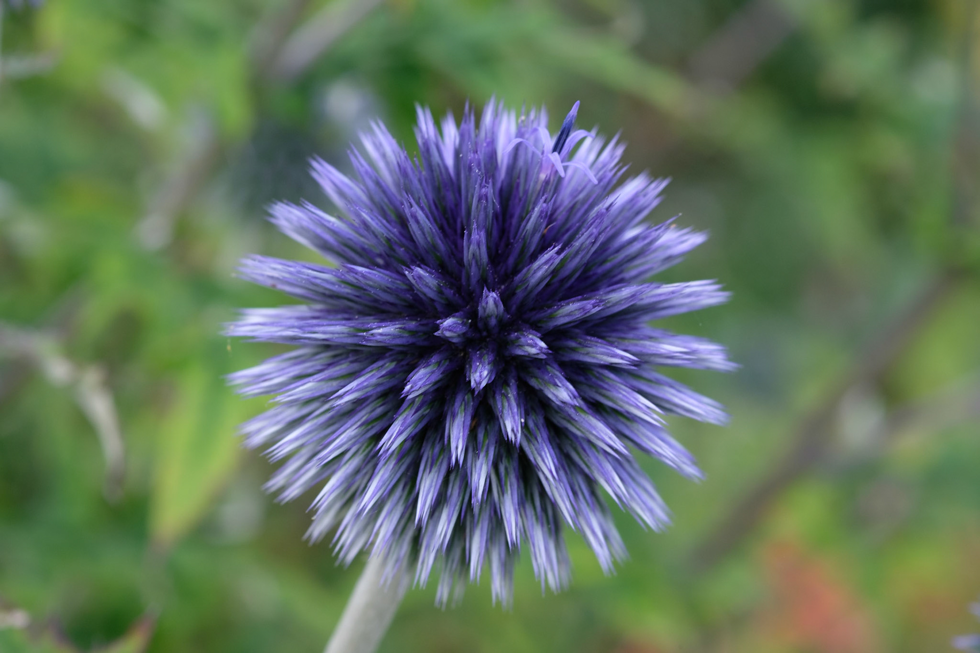 Echinops ritro ‘Veitch’s Blue’ (in front of fruit cage)