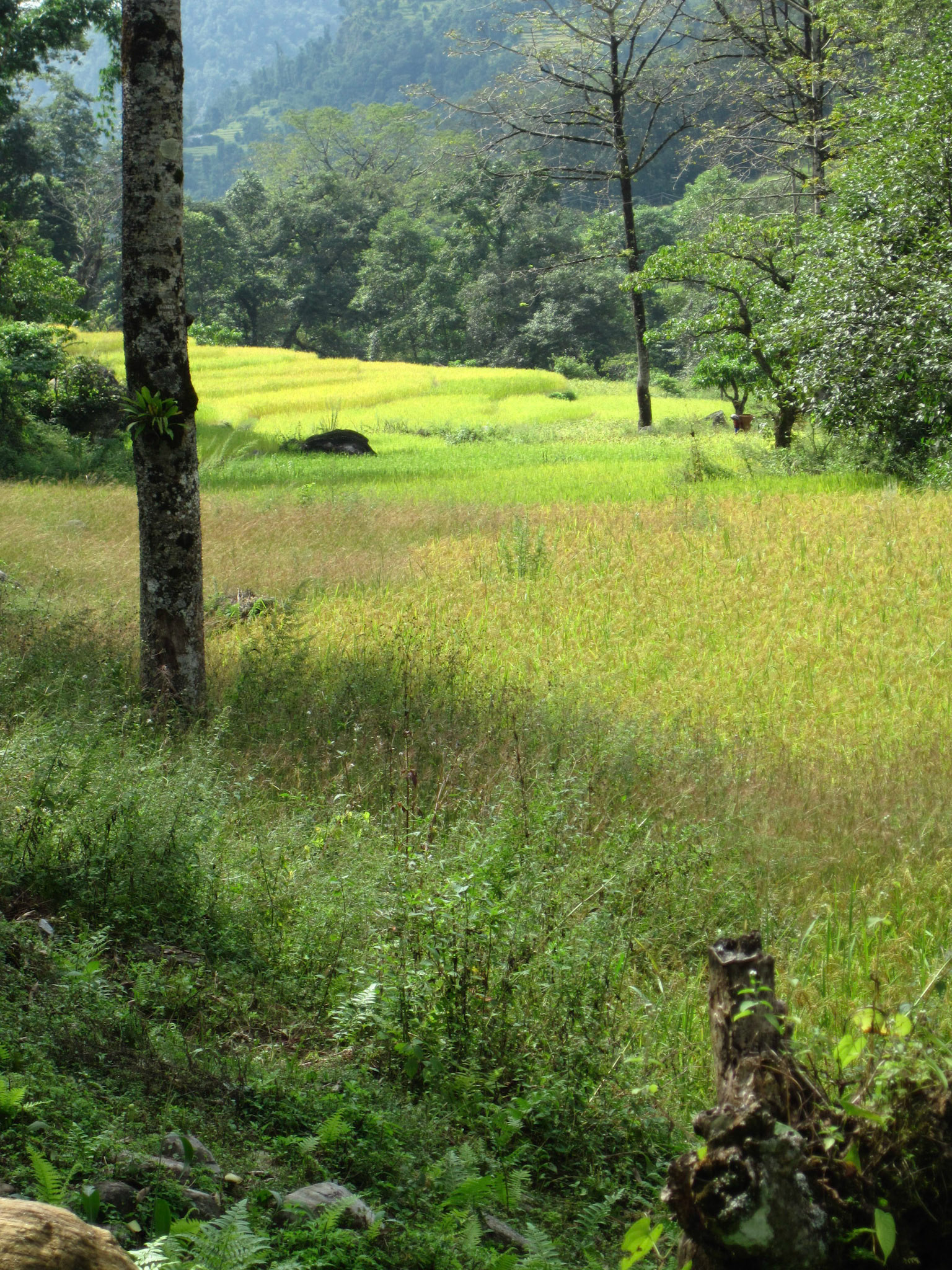 Day 4: Himalaya Lodge to Gurung Lodge (back across the river!)