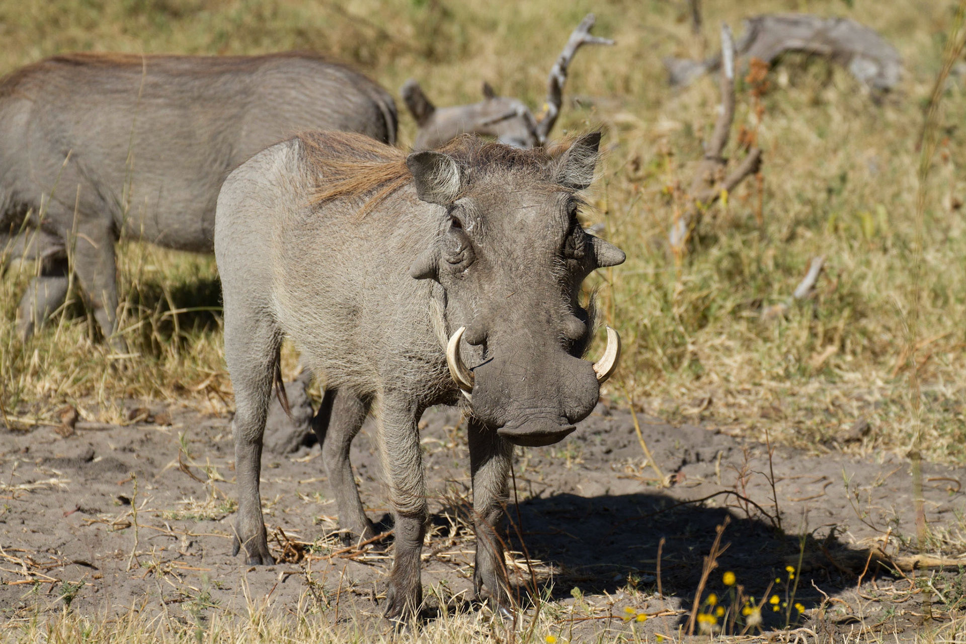 Warthog