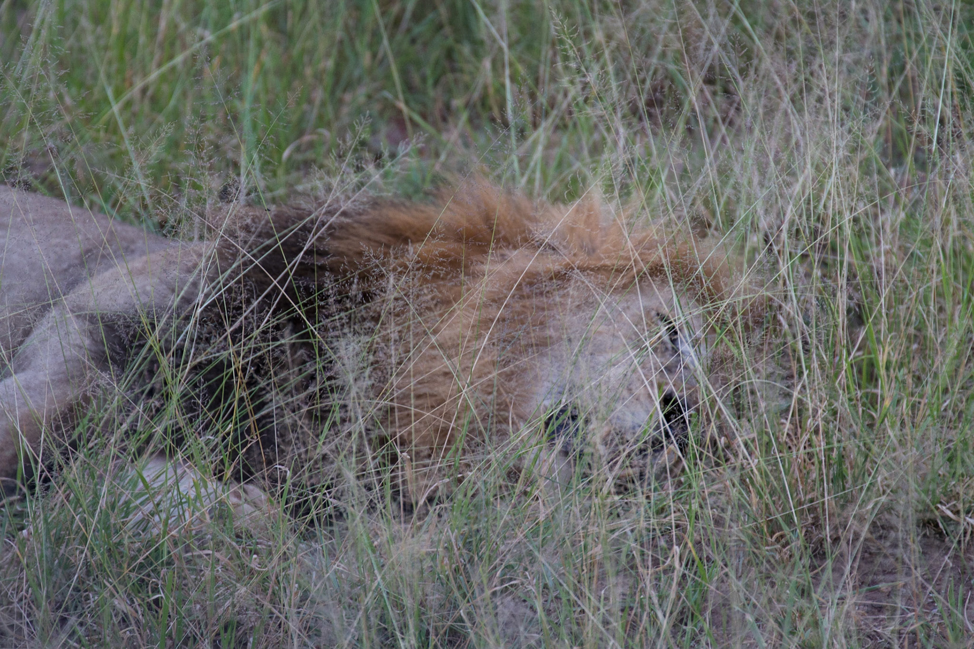 Sleepy lion