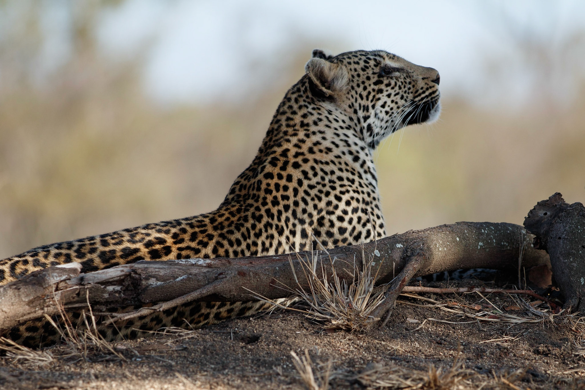 Female leopard