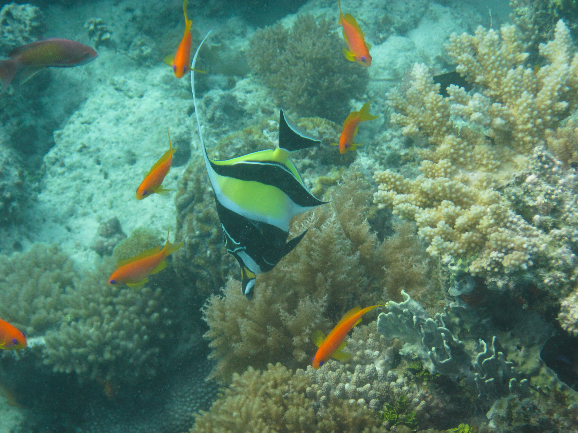 Moorish Idol