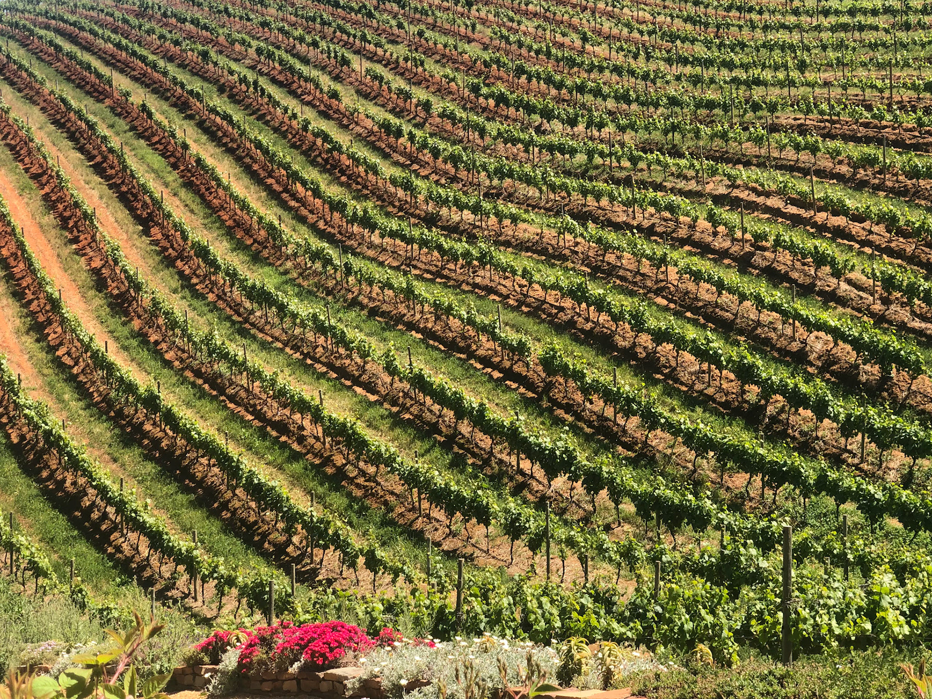 Vineyards at Tokara