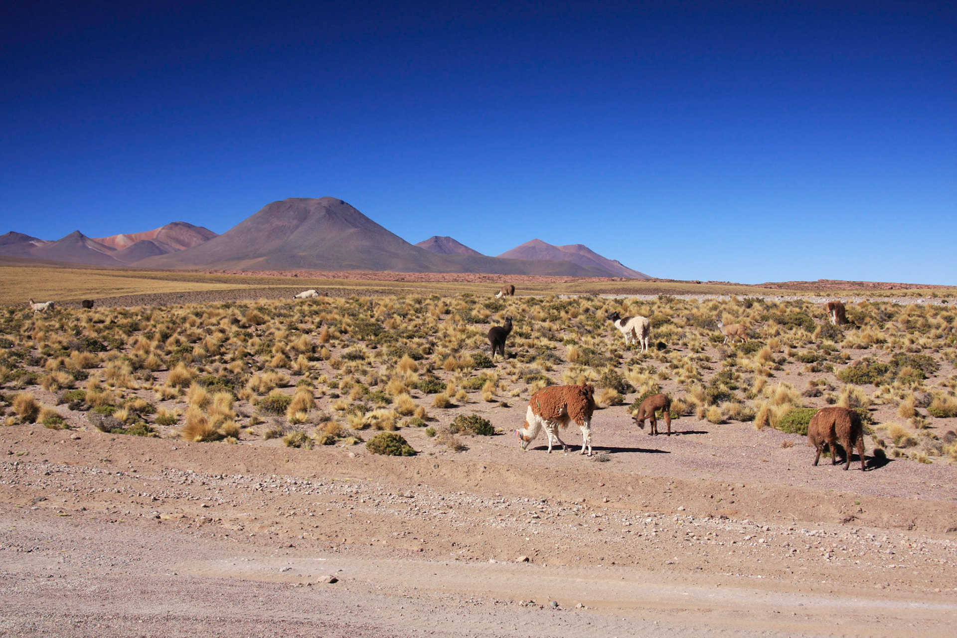 Llamas, Jama Pass