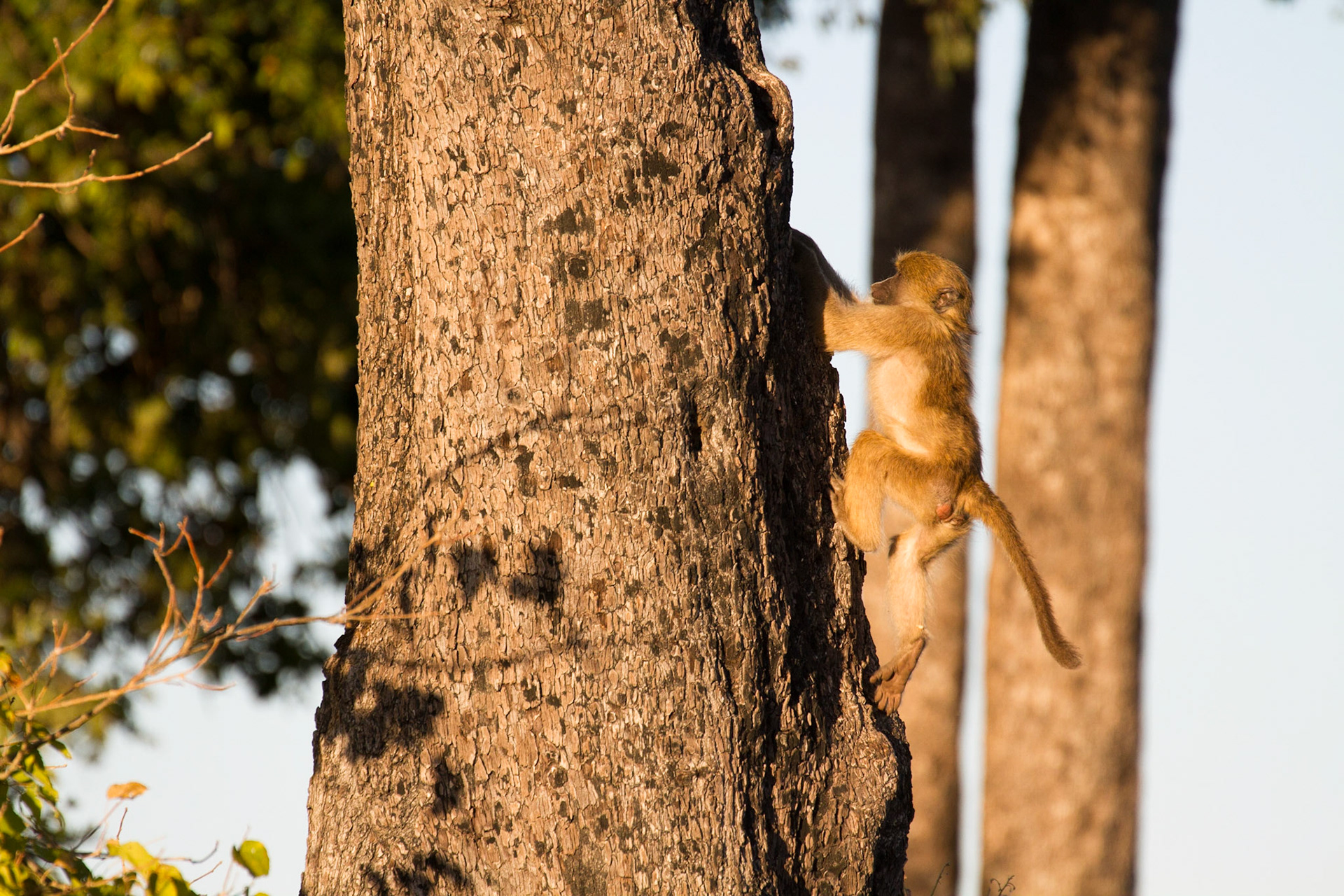 Young baboon climbing a tree