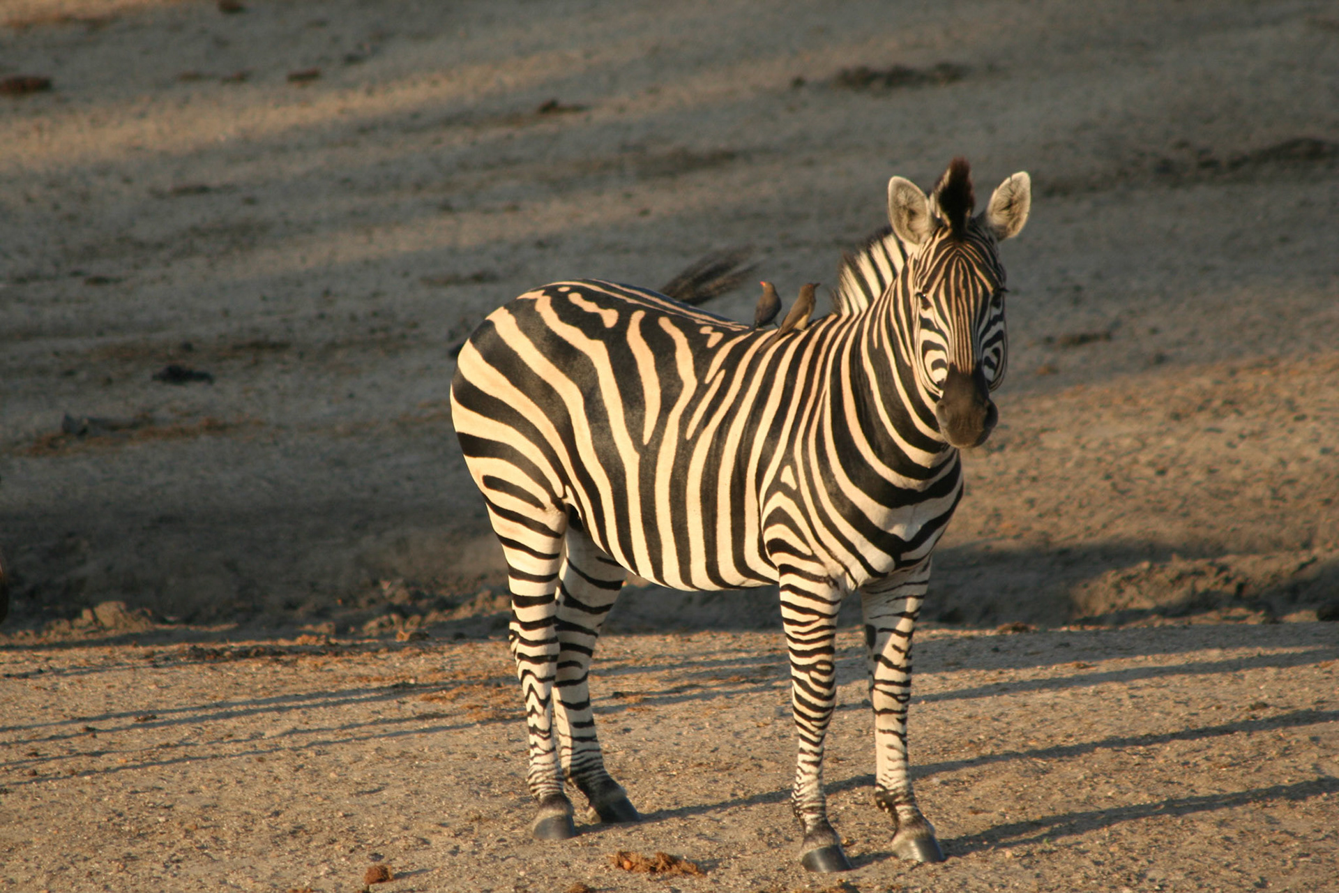 Zebra
