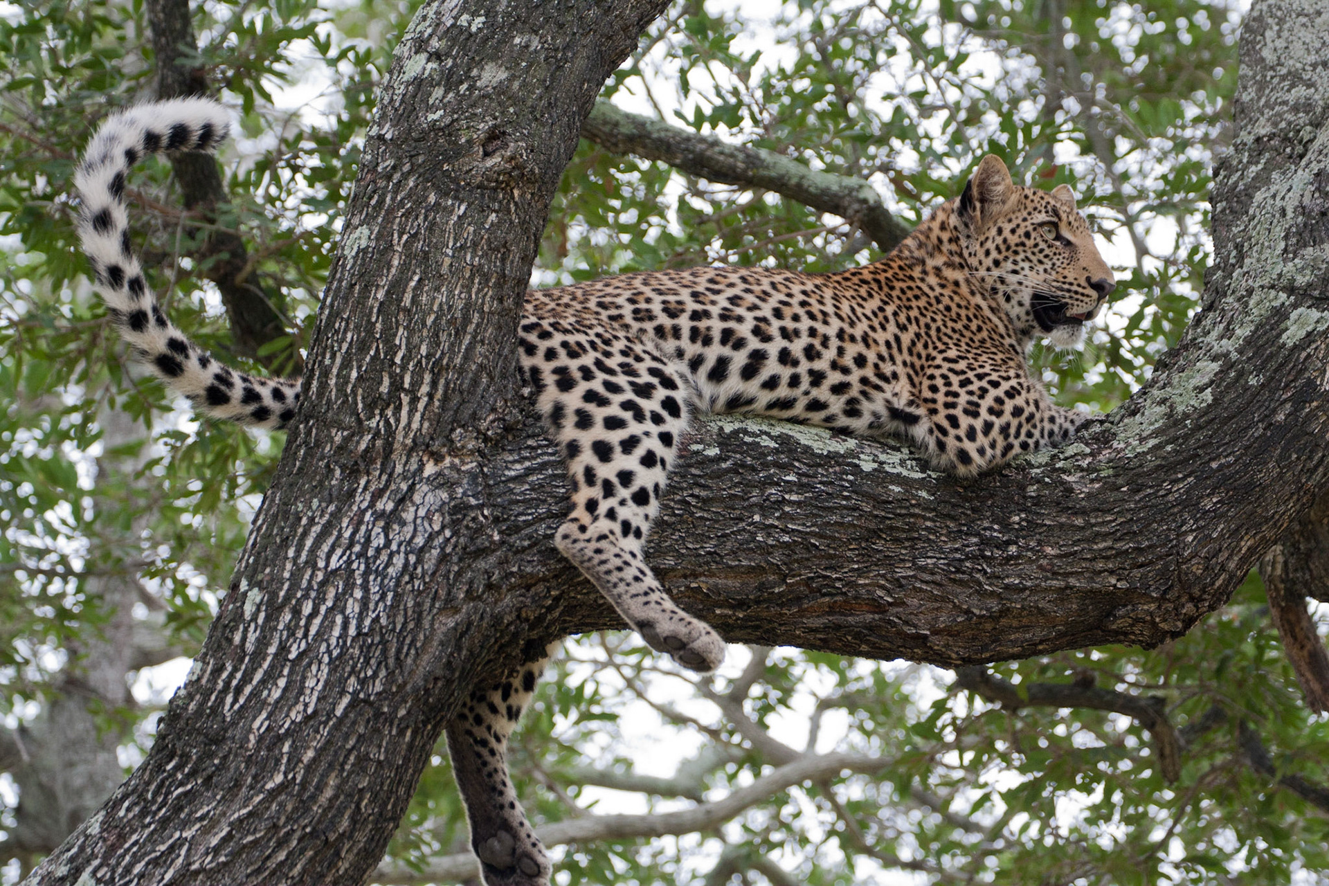 Female leopard cub
