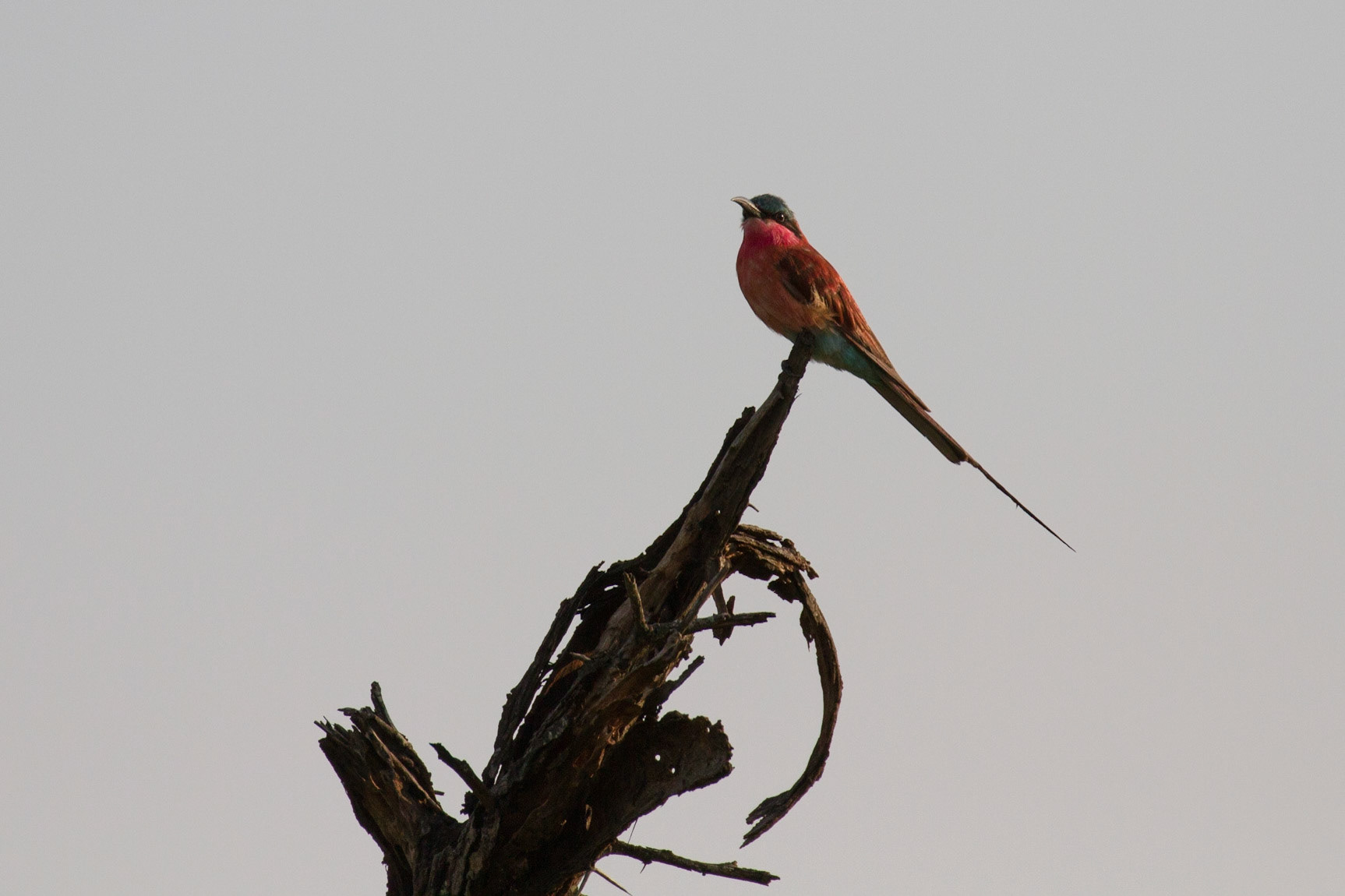 Carmine bee-eater