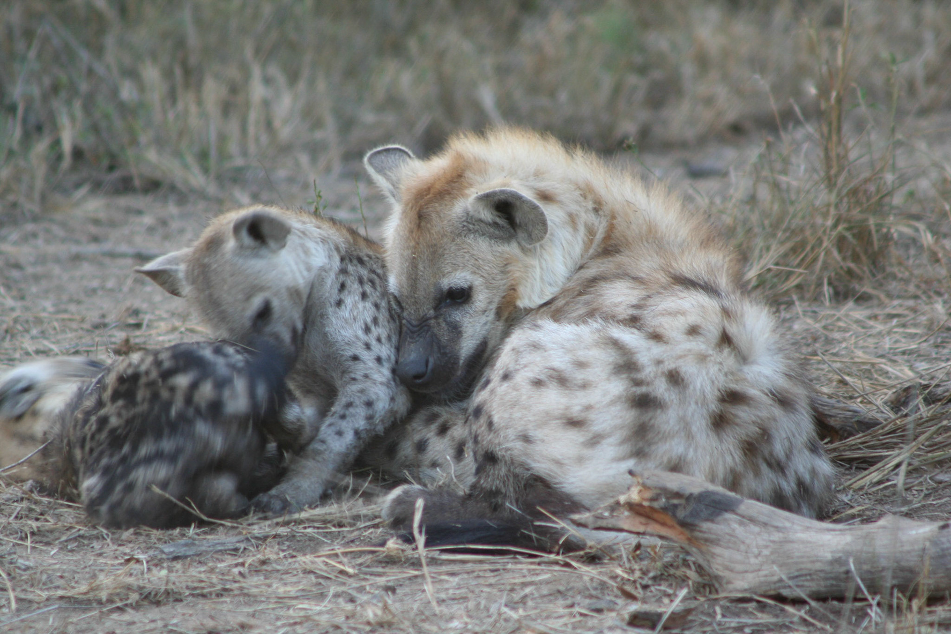 Hyena cubs playing with sub adult in den