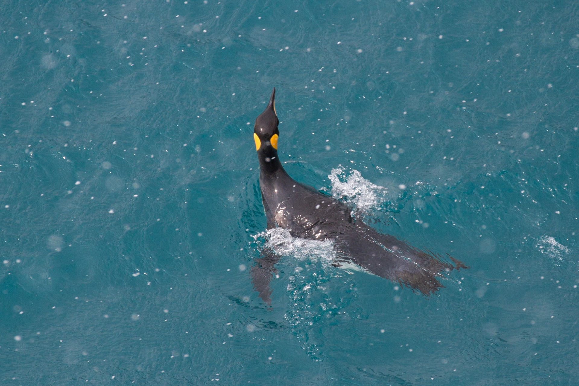 King penguin