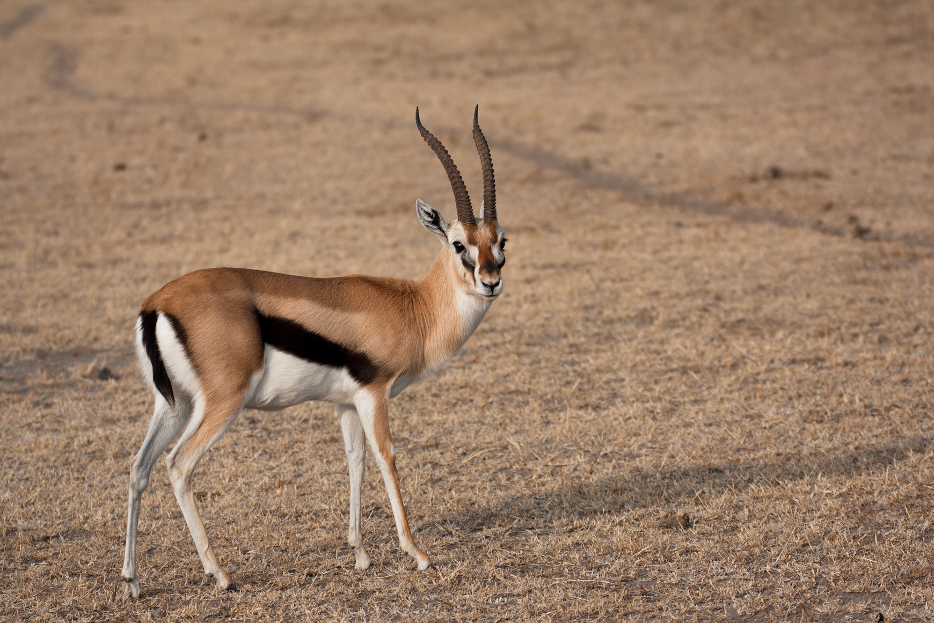 Thomson's gazelle