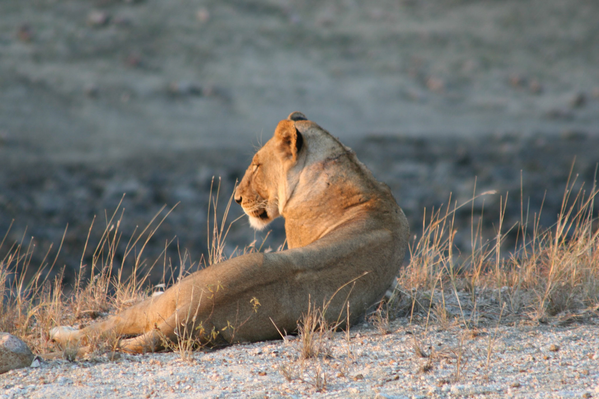 Lioness at sunset