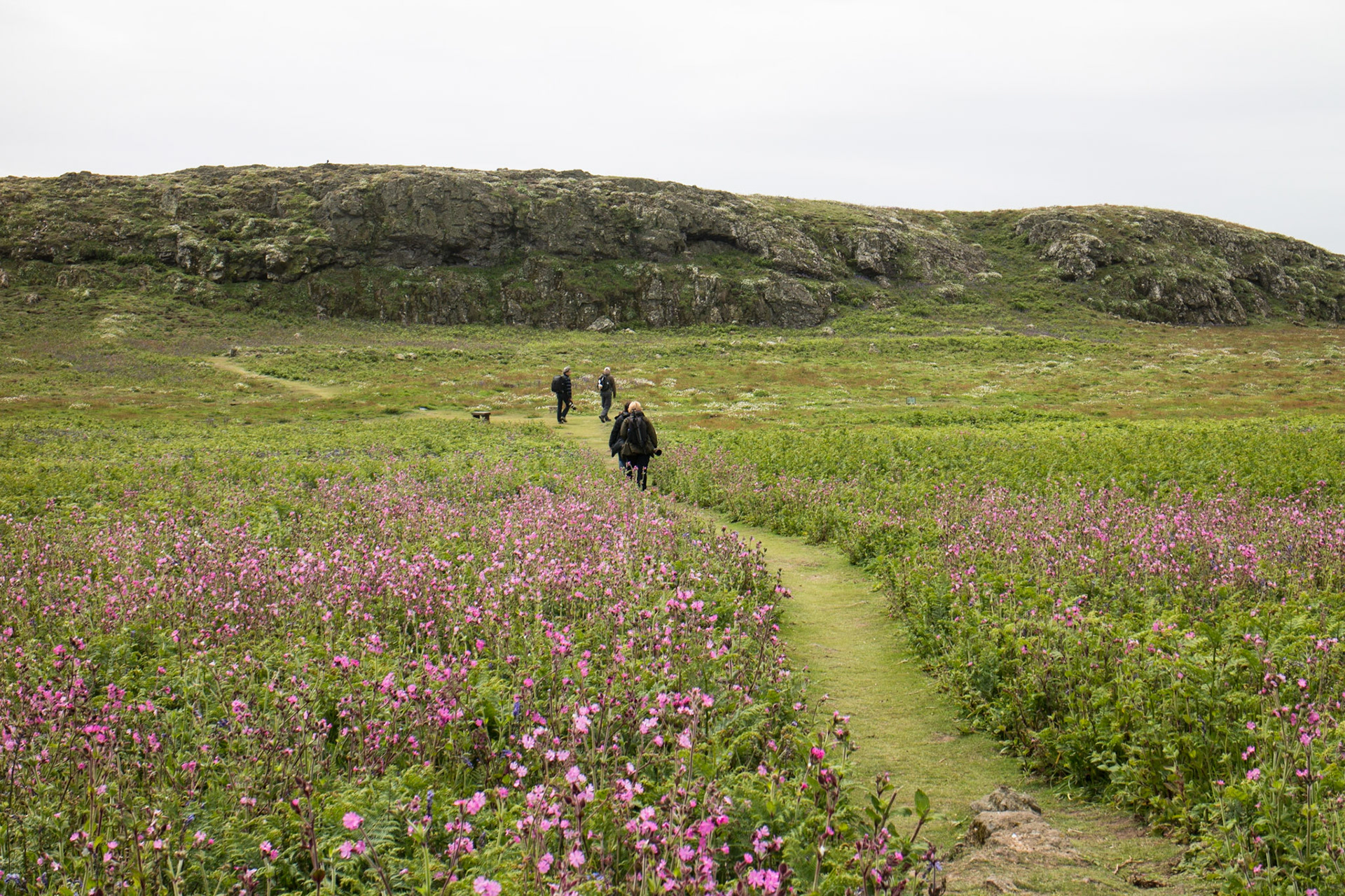 Walking across Skomer