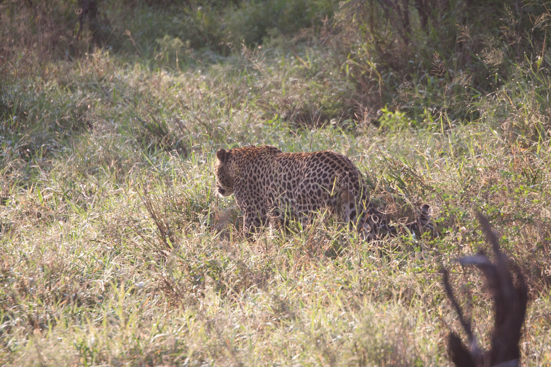 Male leopard