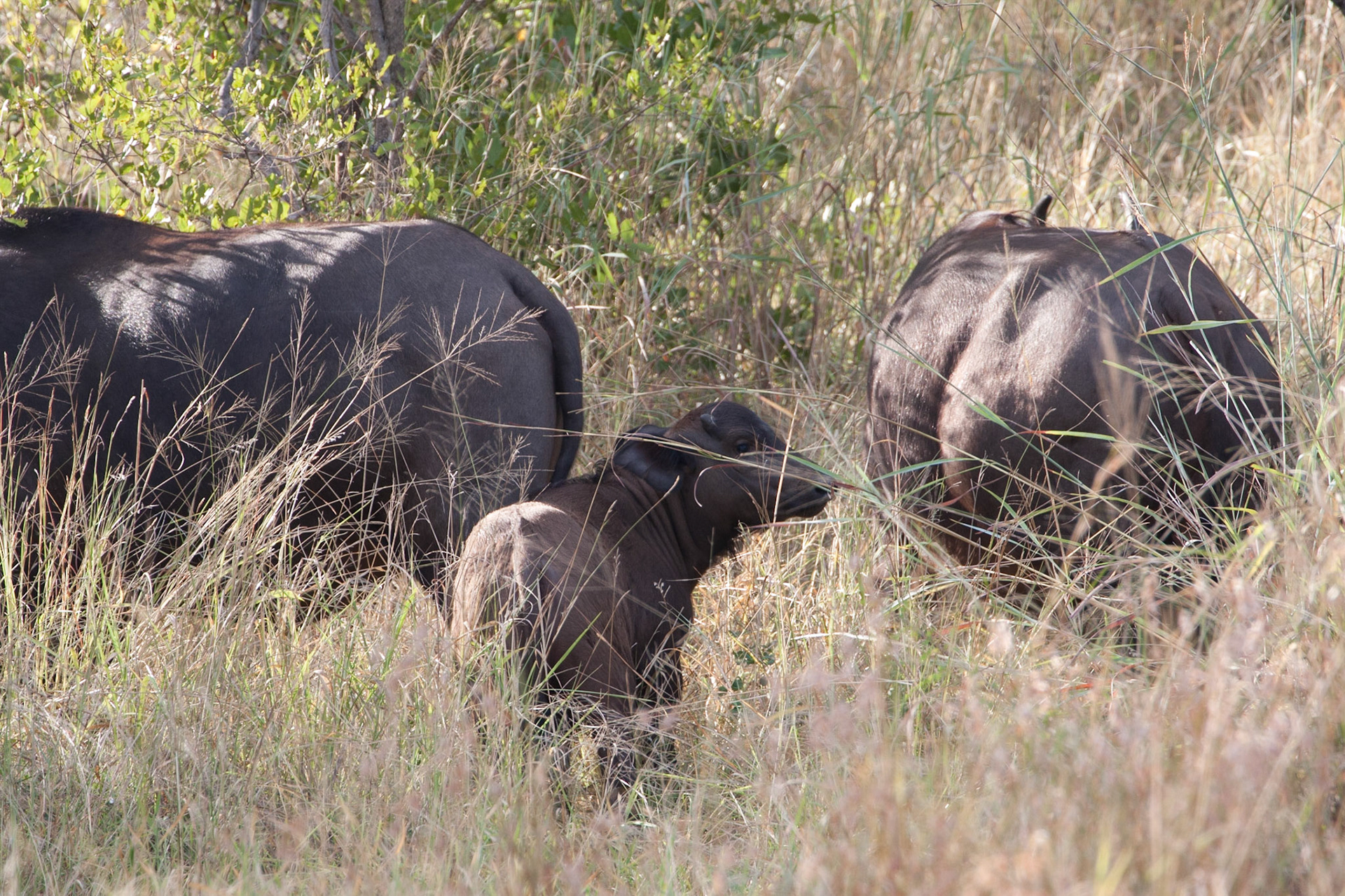 Buffalo calf