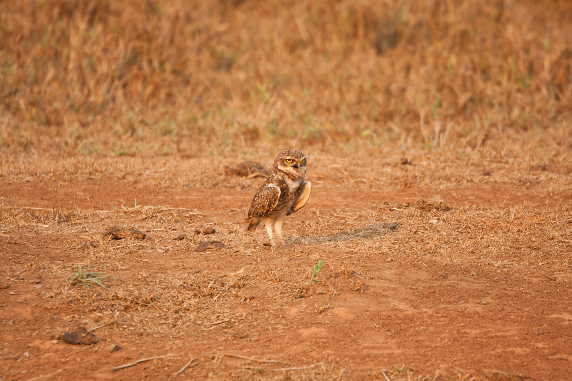 Burrowing owl