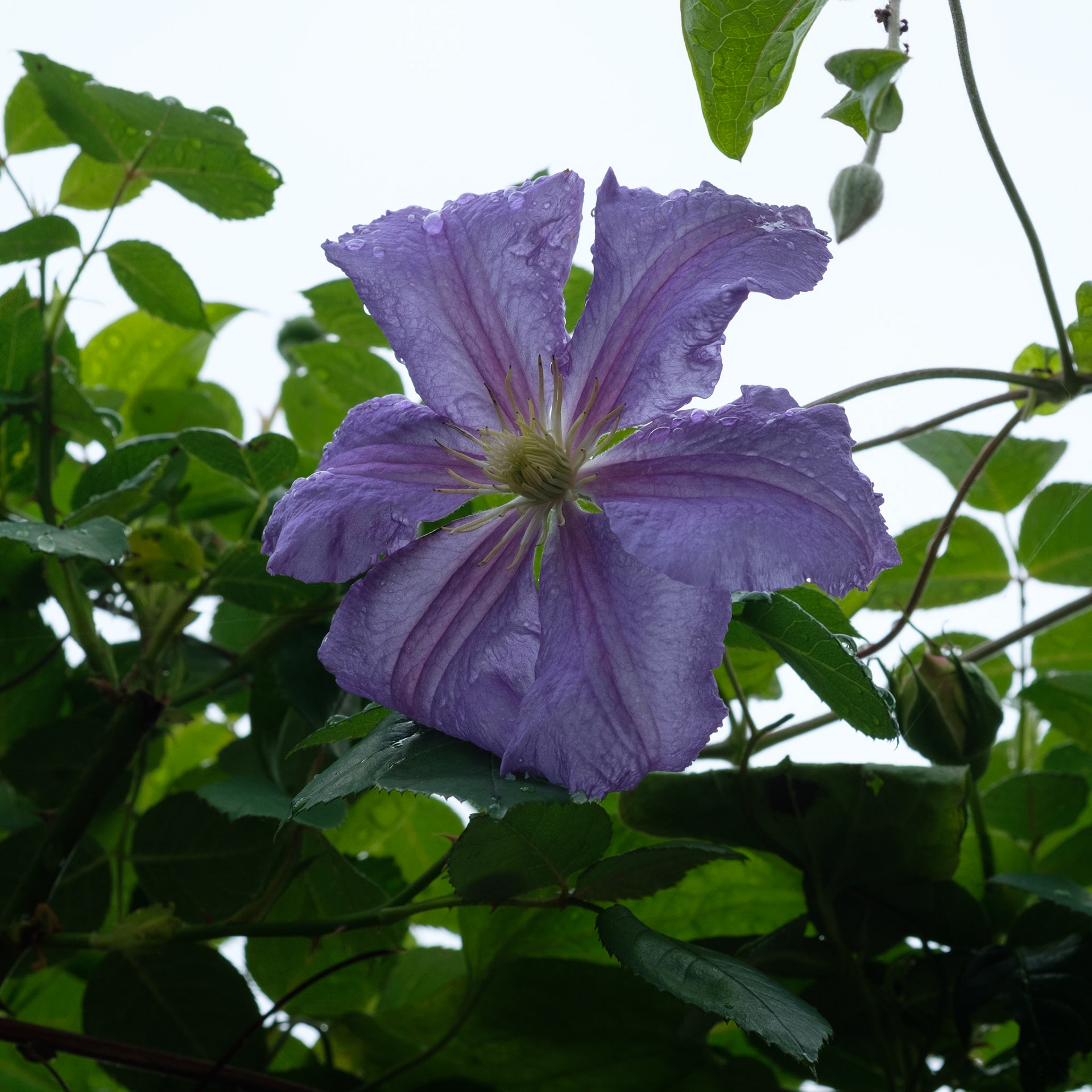 Clematis (side)