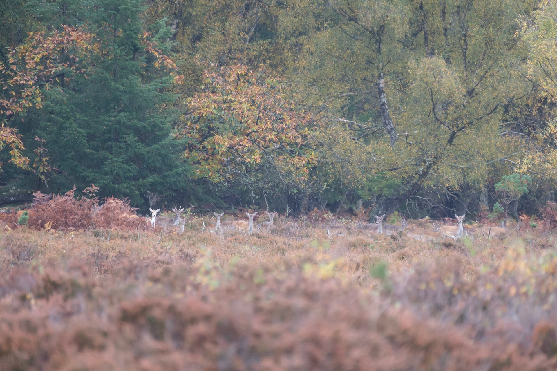 Fallow deer
