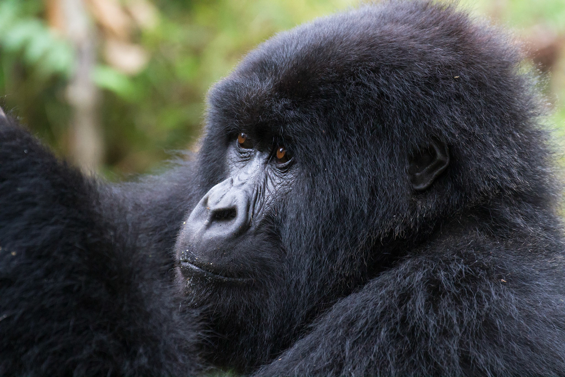 Mountain gorilla