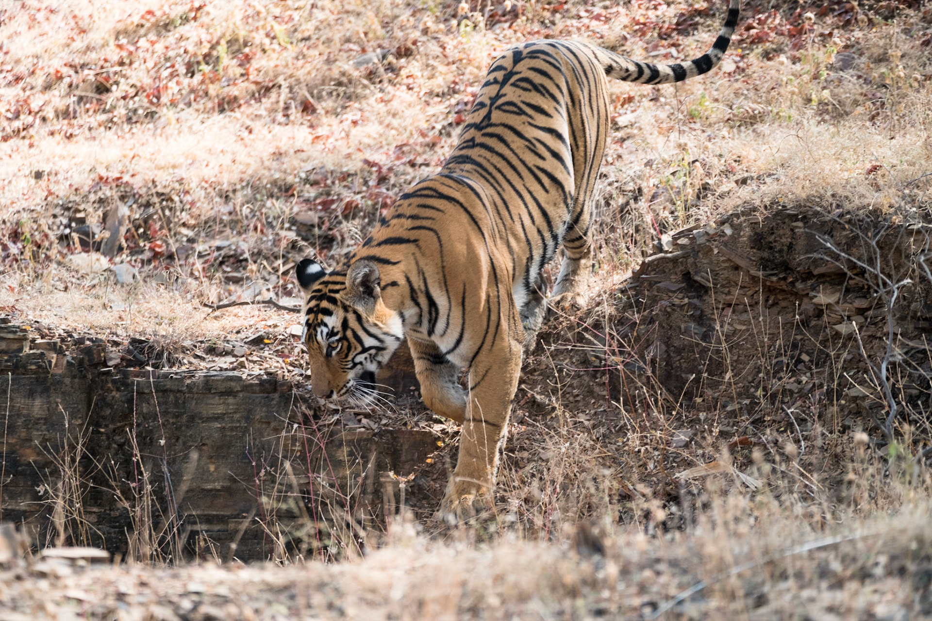Female tiger T84 (Arrowhead), Ranthambore zone 3
