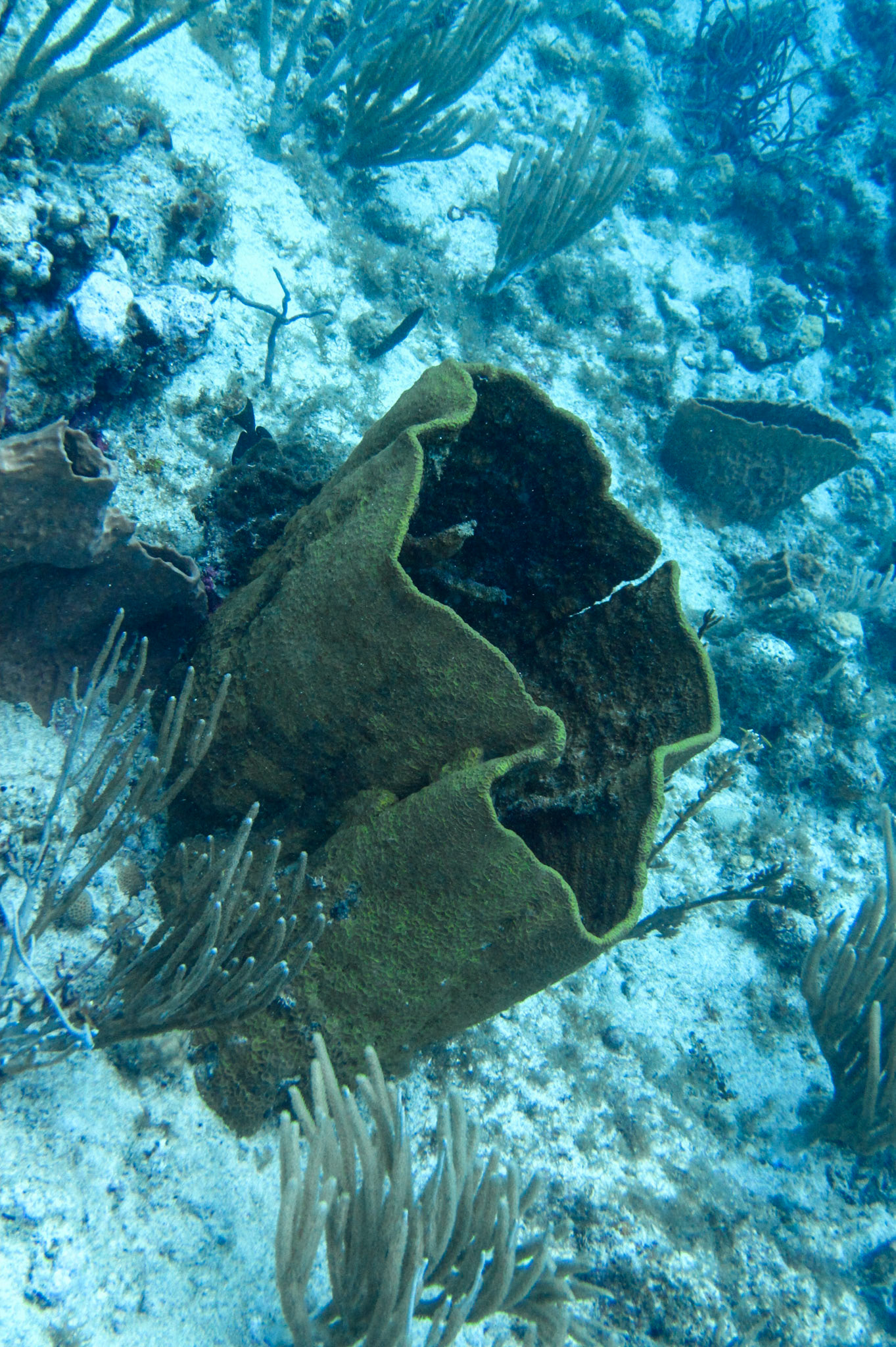 Diving at Bluff Cut