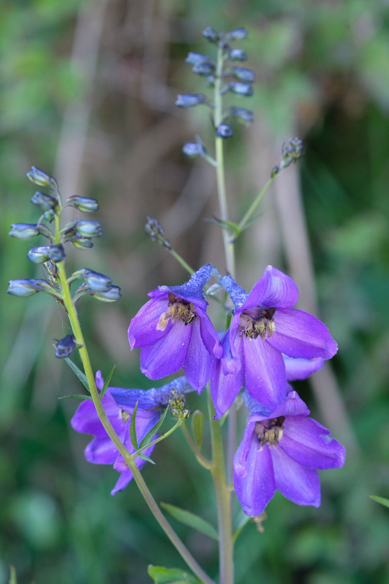 In front of fruit cage