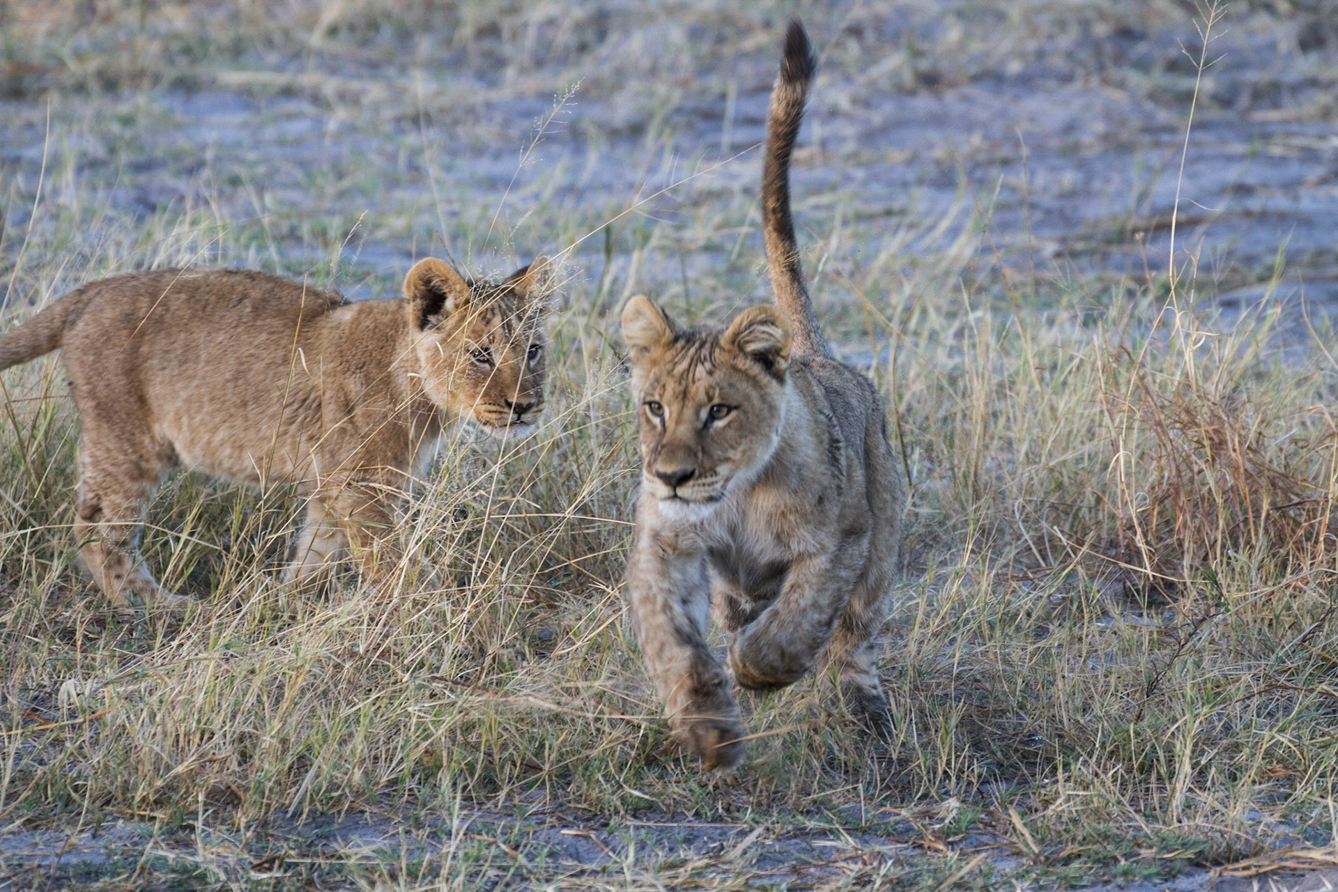 Lion cubs