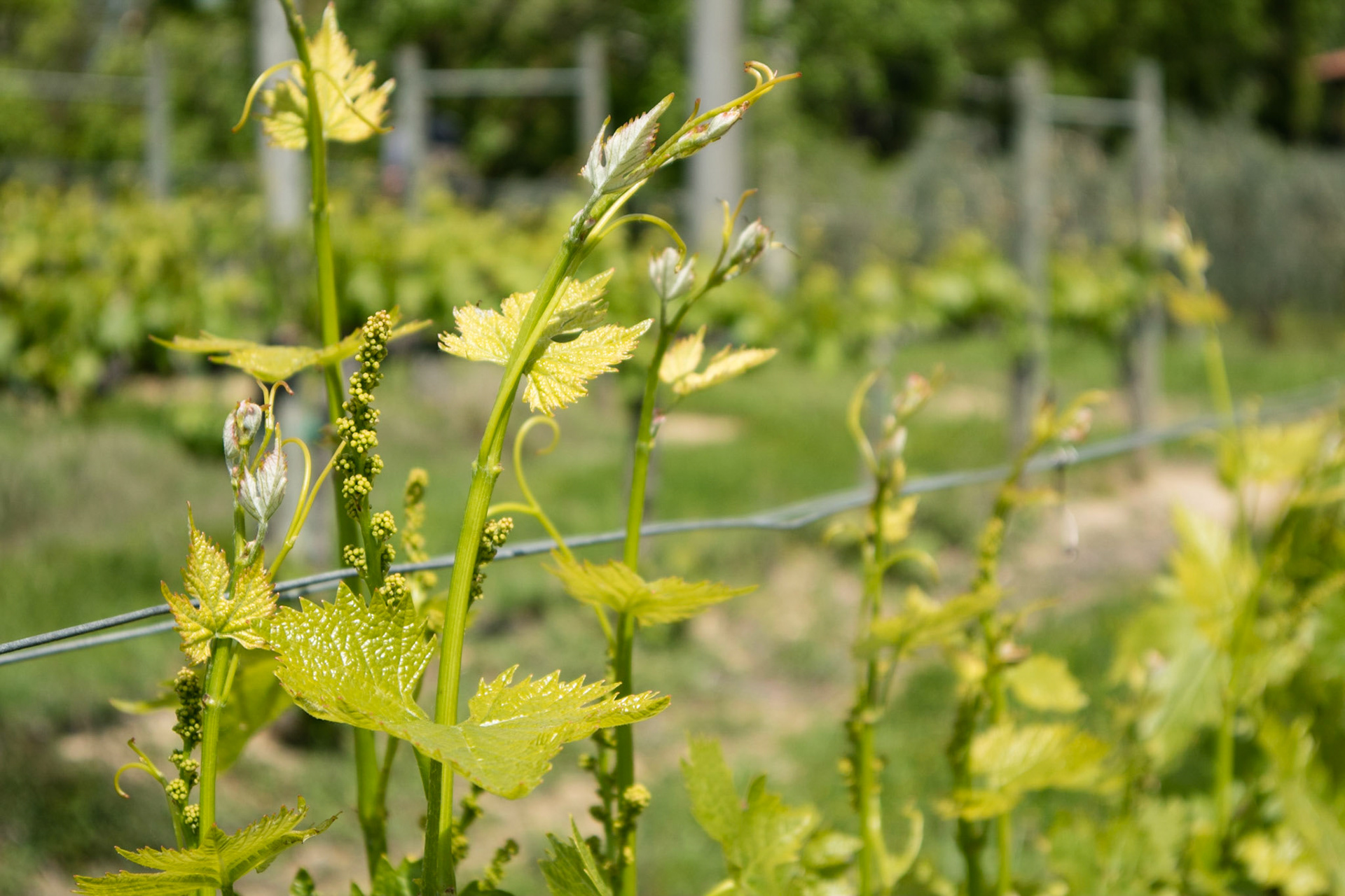 Vines (with tiny grapes)