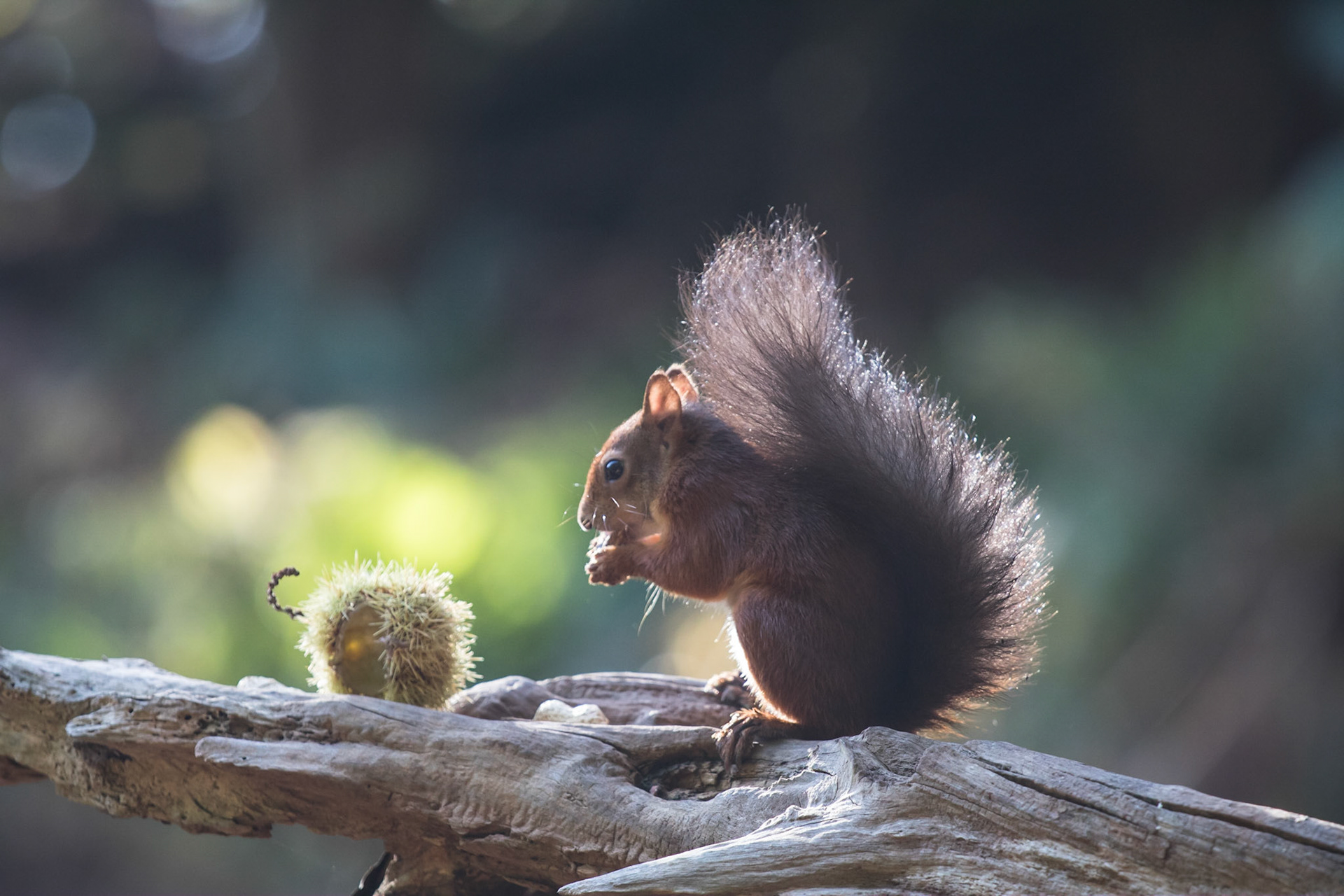 Red squirrel in the woods, Brownsea Island