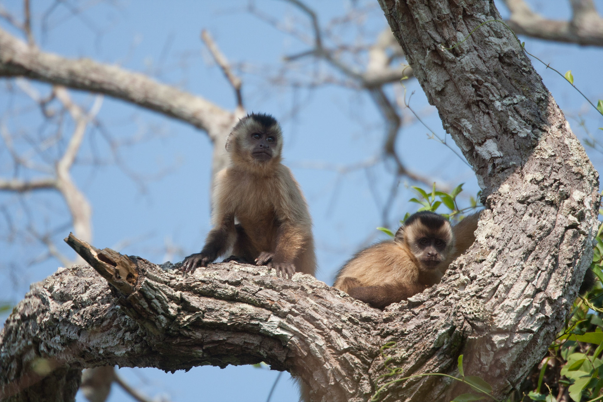 Capuchin monkeys