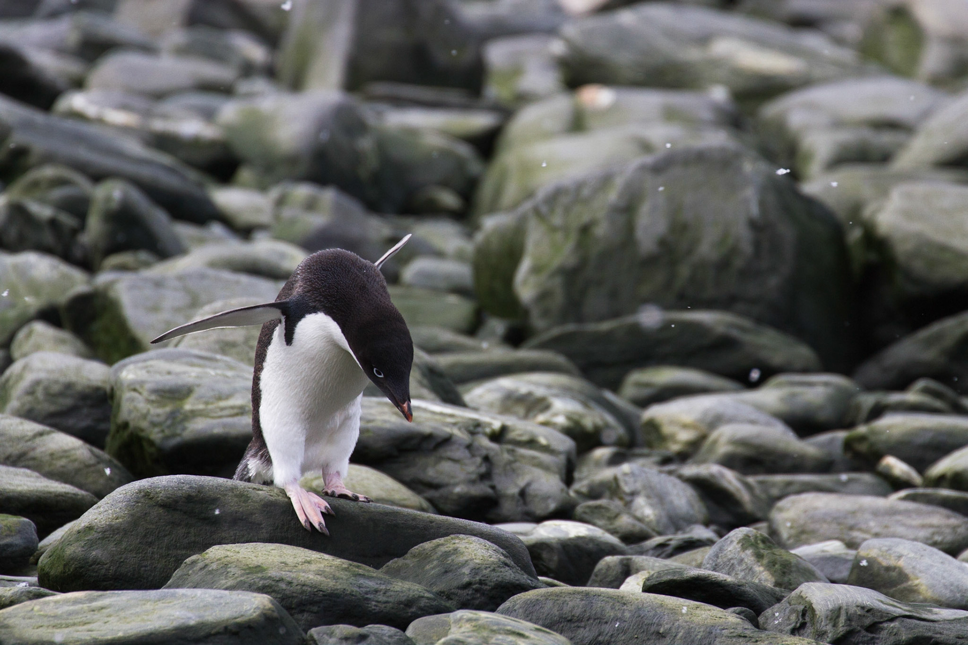 Adelie penguin