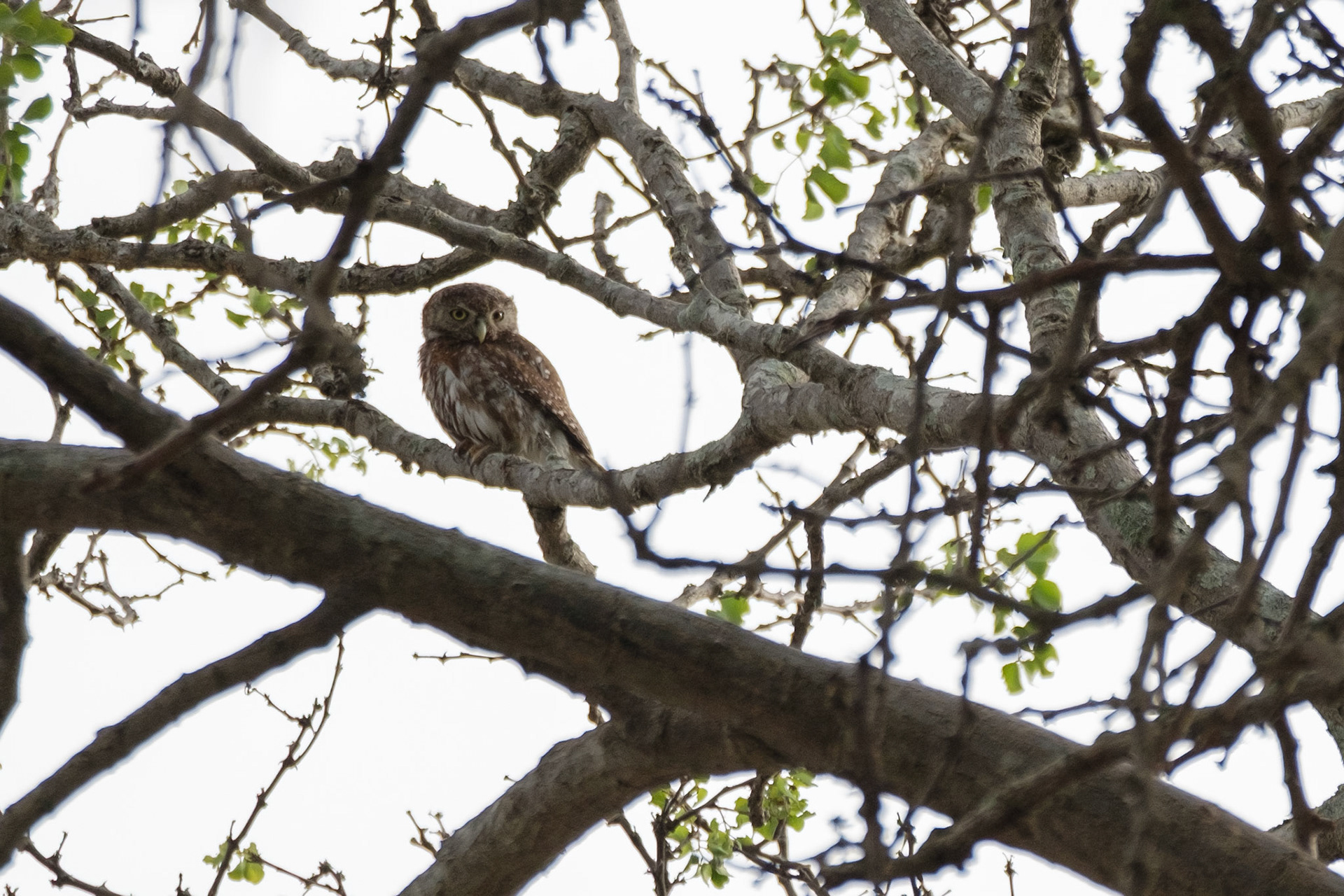 Pearl spotted owlet