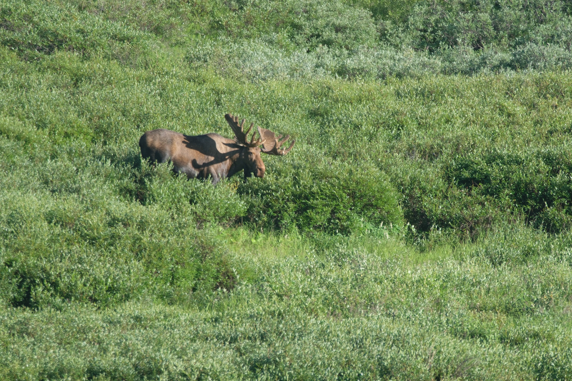 Big bull moose