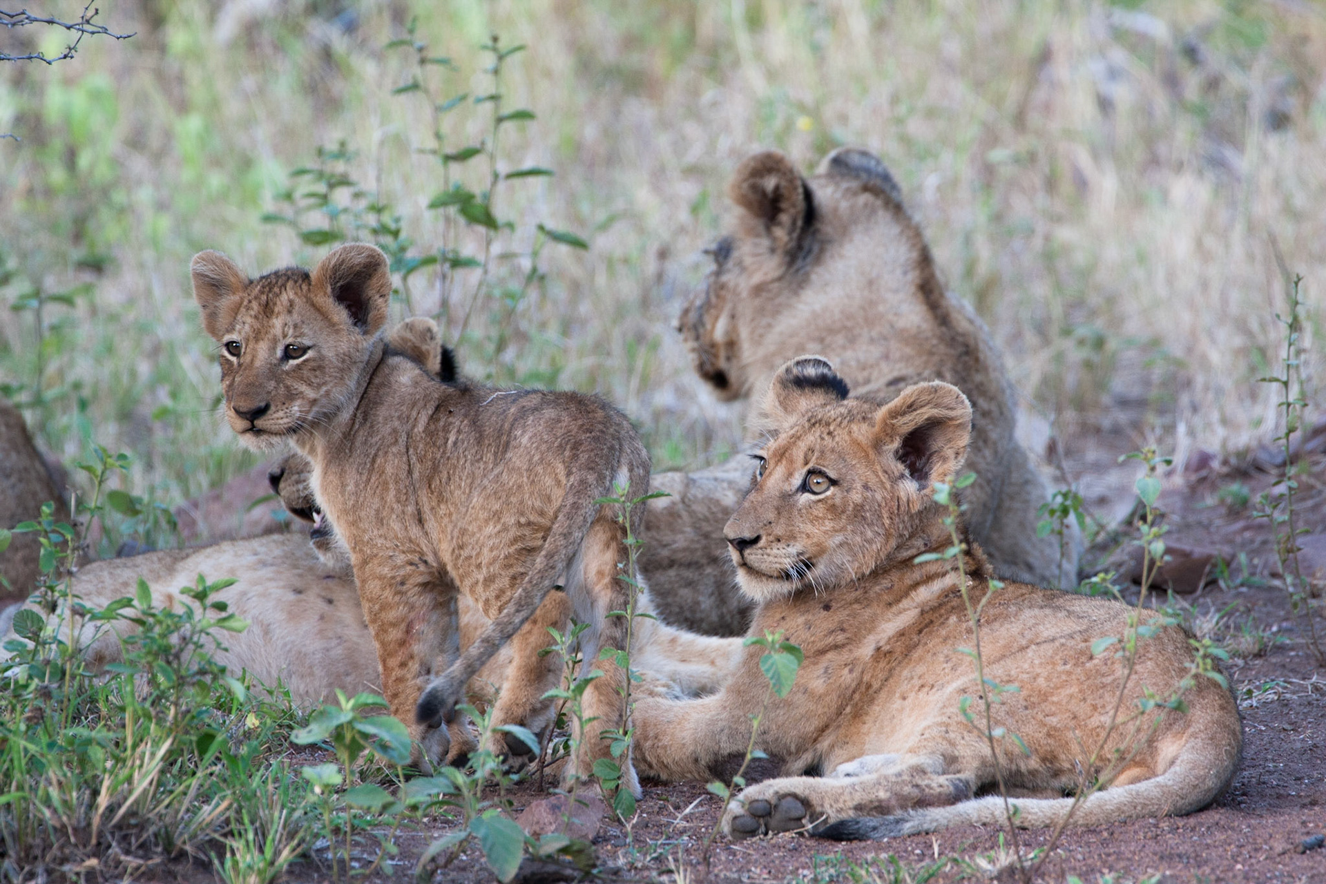 Lion cubs (xirombi pride)