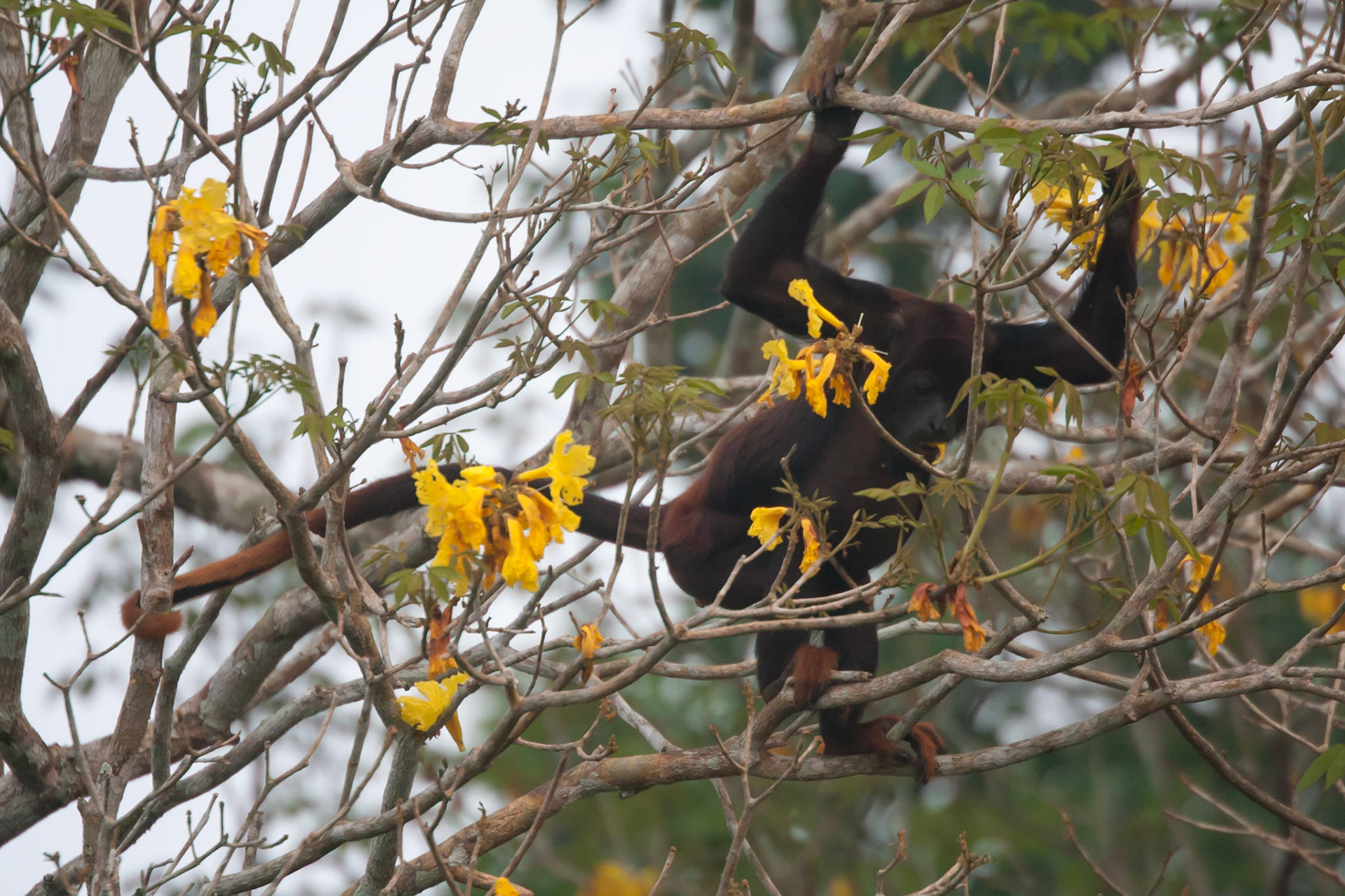 Red handed howler monkey
