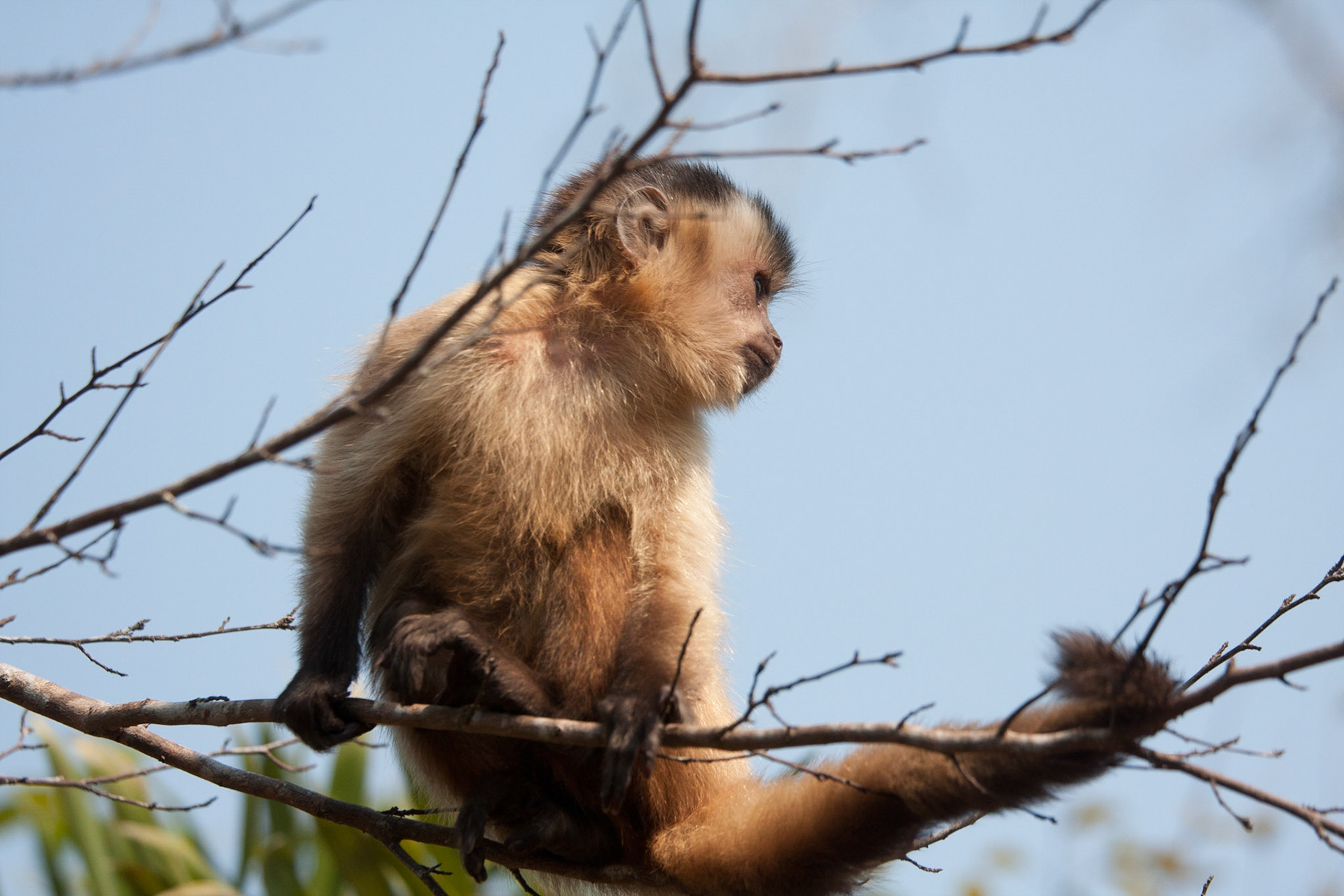 Capuchin monkey