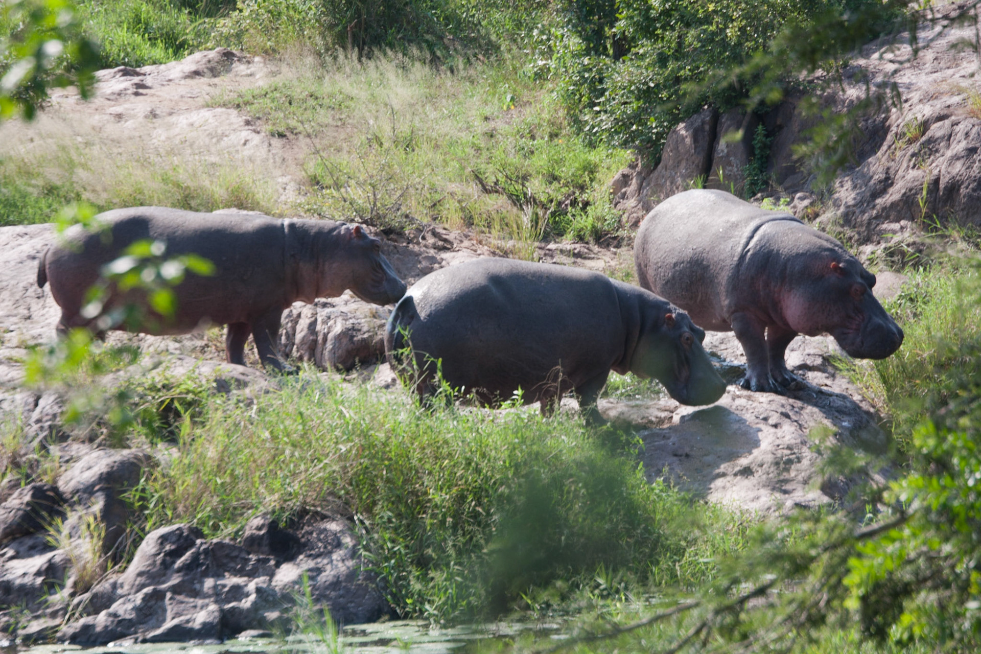 Hippo calf (far left) with mother and a male